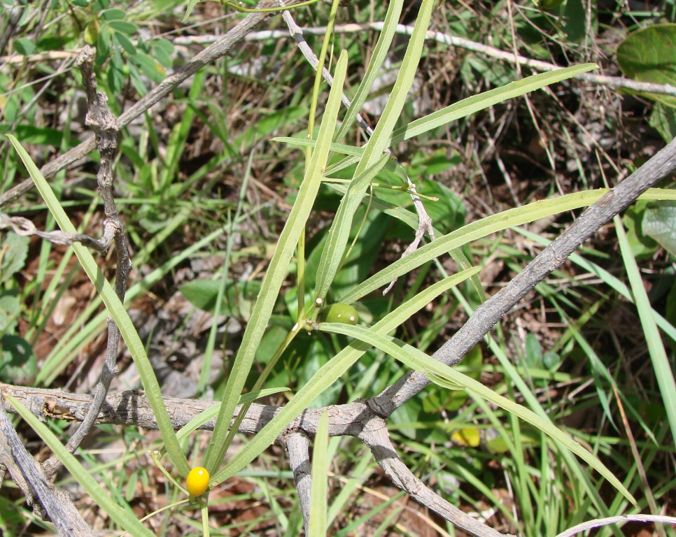São Caetano melon leaf identification view