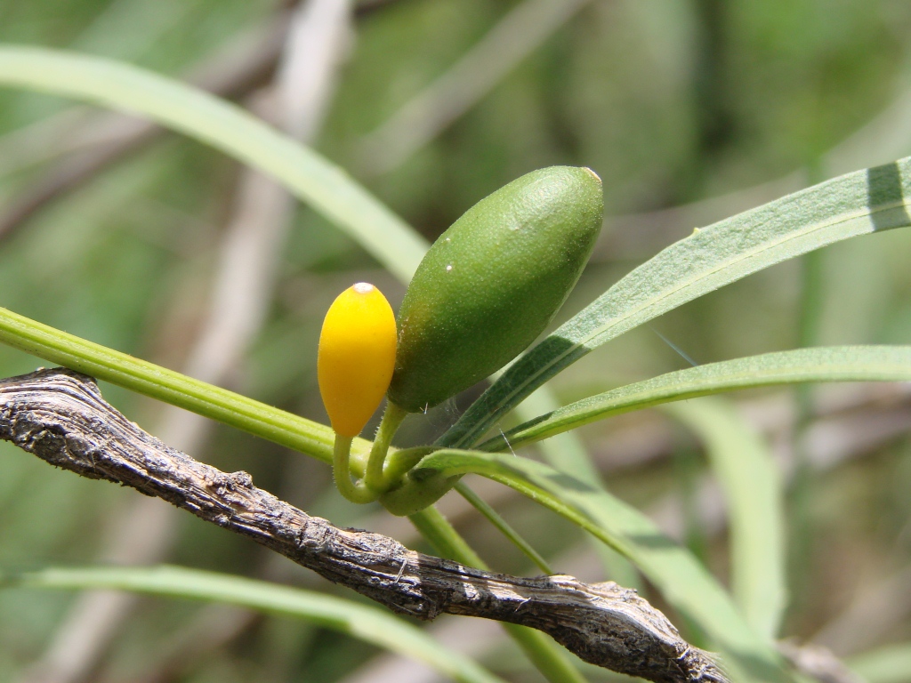 São Caetano melon plant identification view