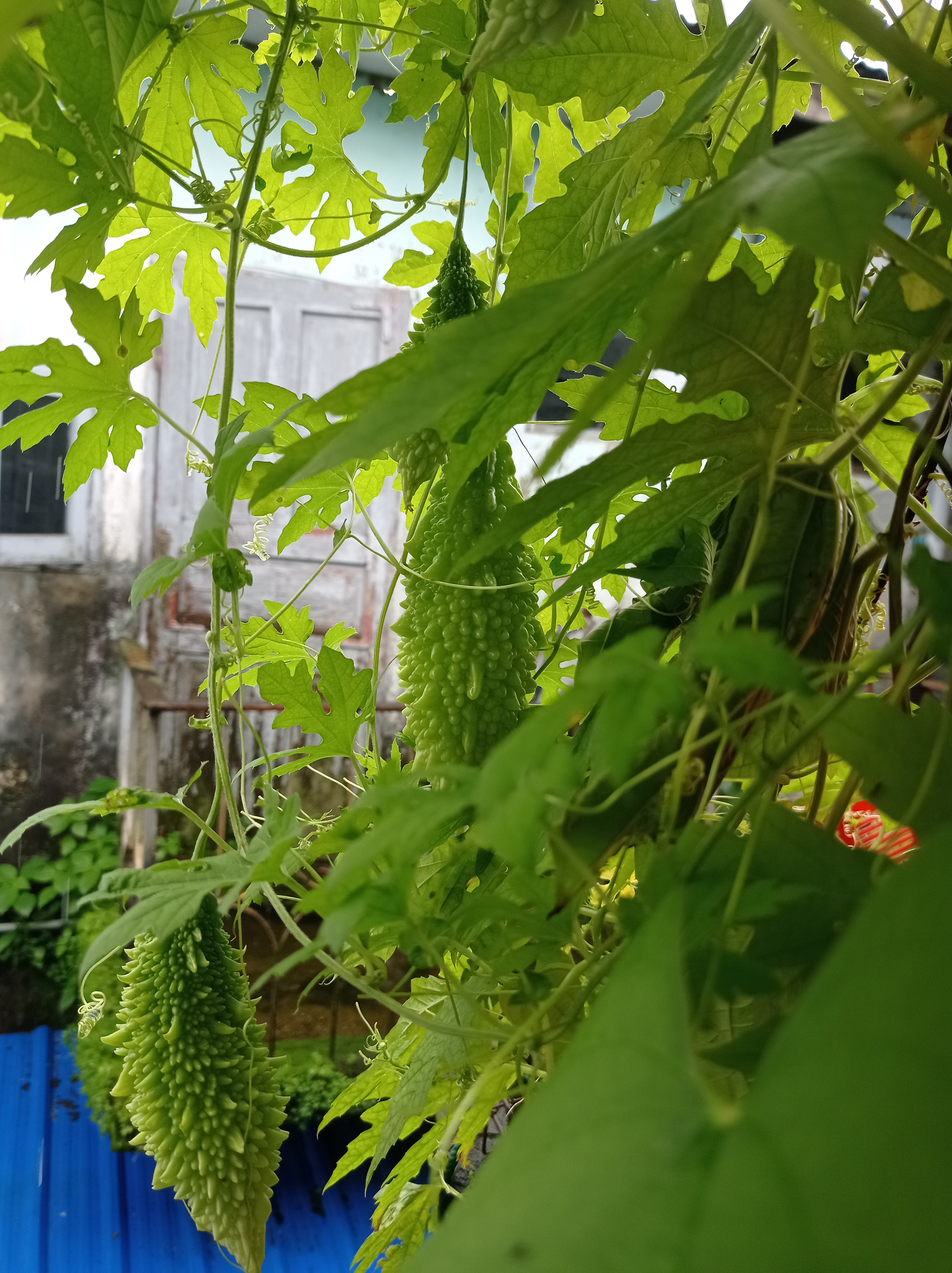 São Caetano melon stem identification view