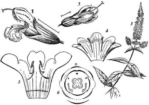 Sage flower identification view