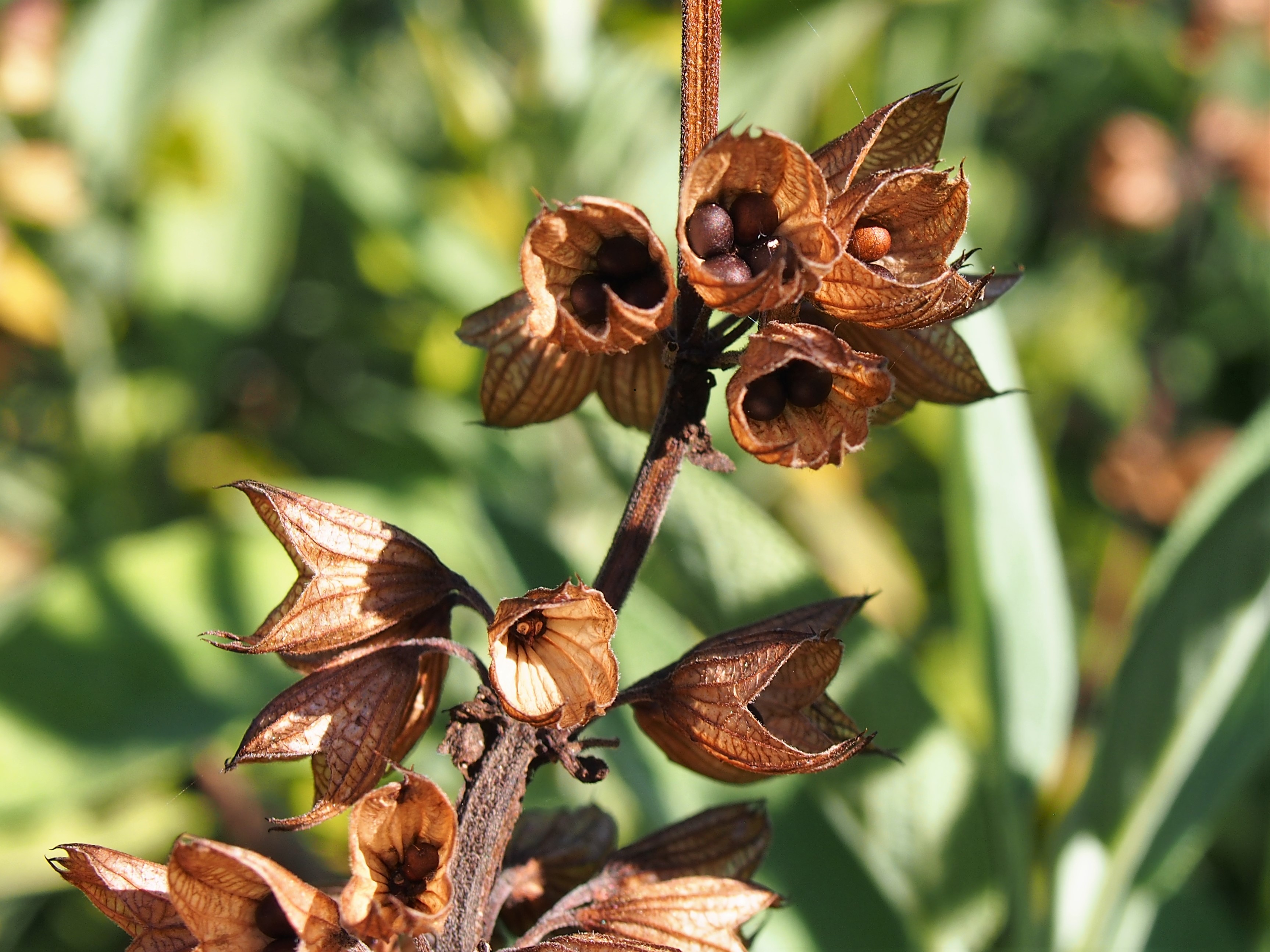 Sage fruit identification view