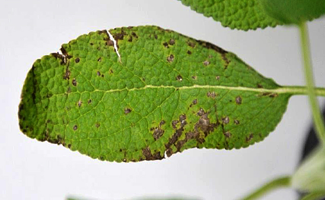 Sage leaf identification view