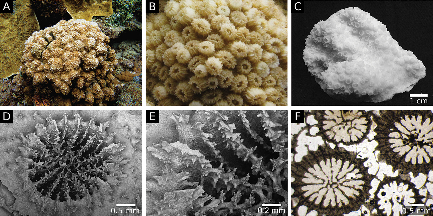 Salae fruit identification view