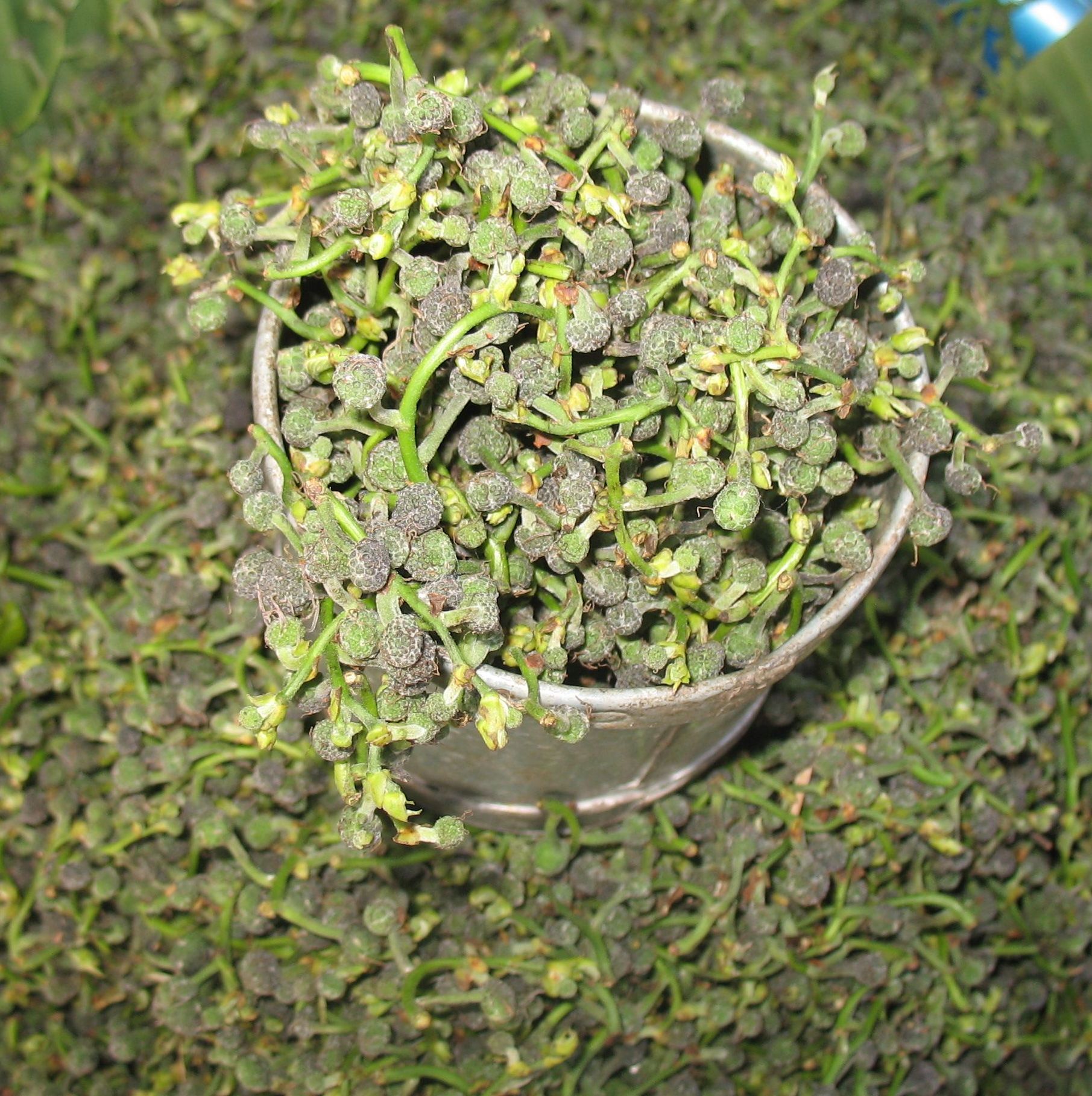 Salae leaf identification view