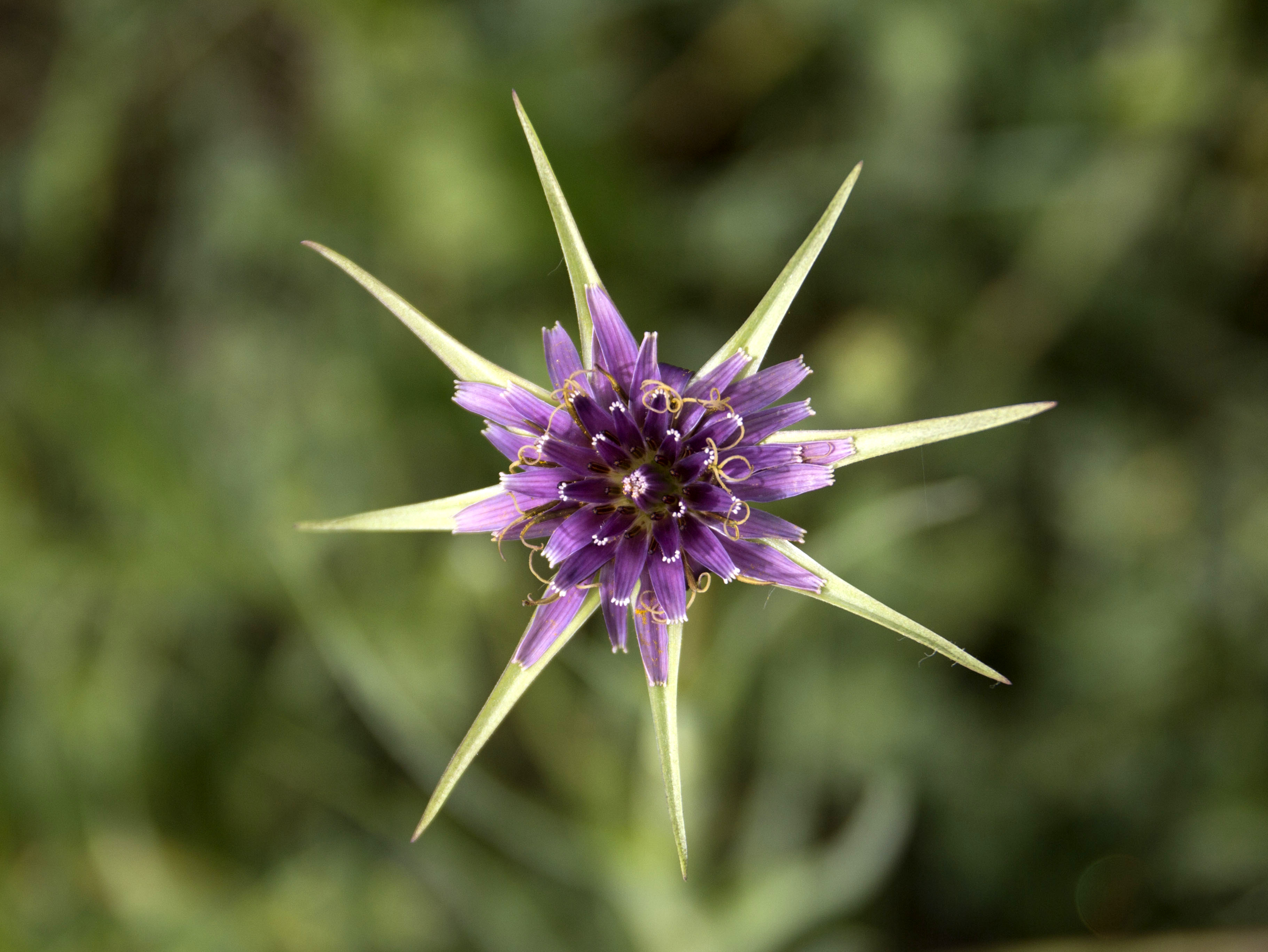 Salsify flower identification view