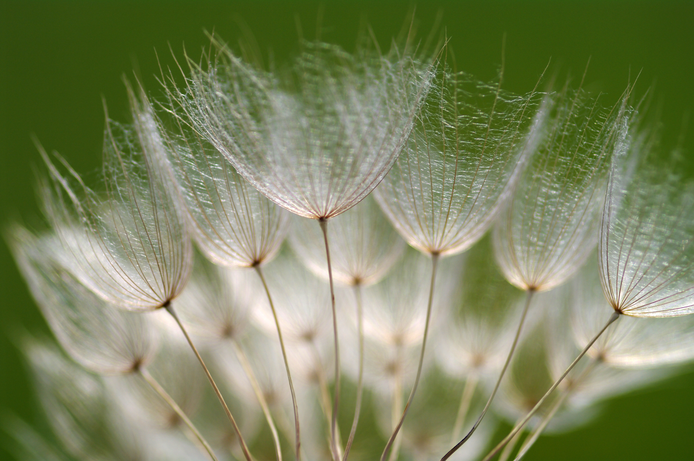 Salsify fruit identification view