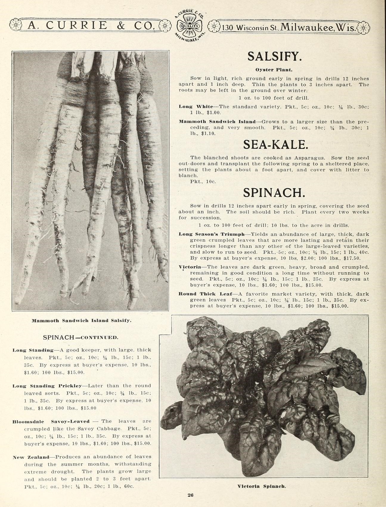 Salsify leaf identification view