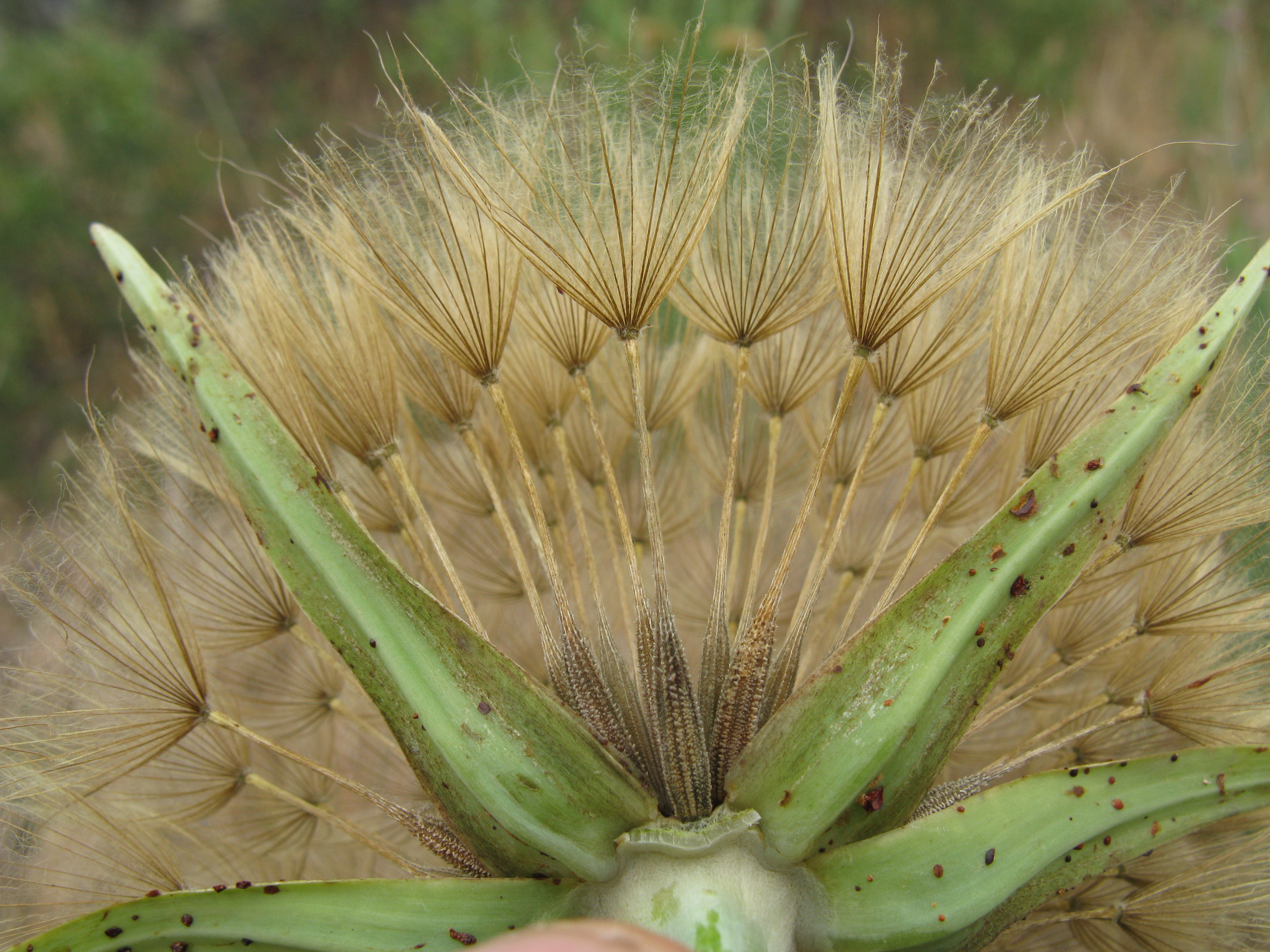 Salsify stem identification view