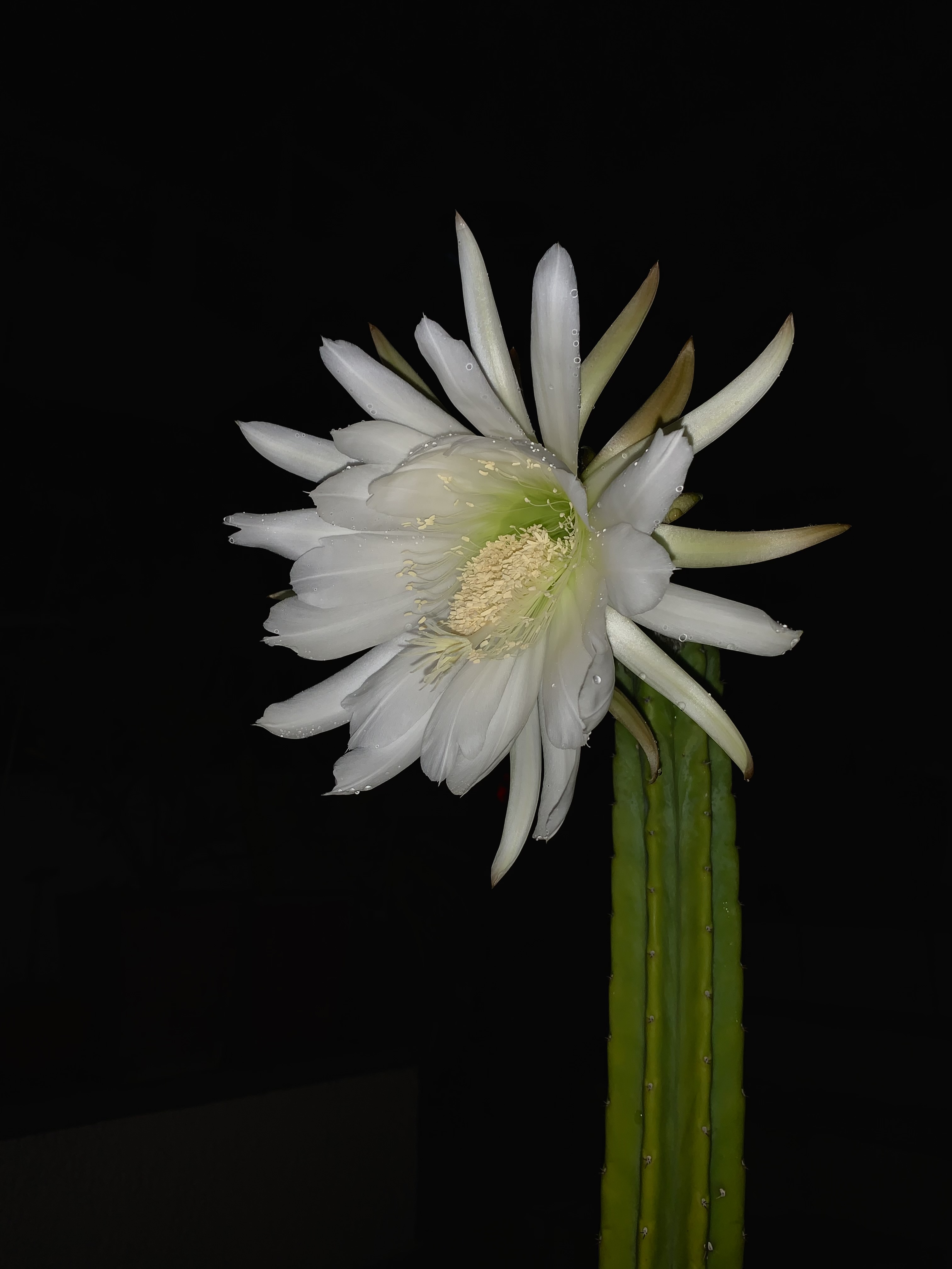San Pedro cactus flower identification view