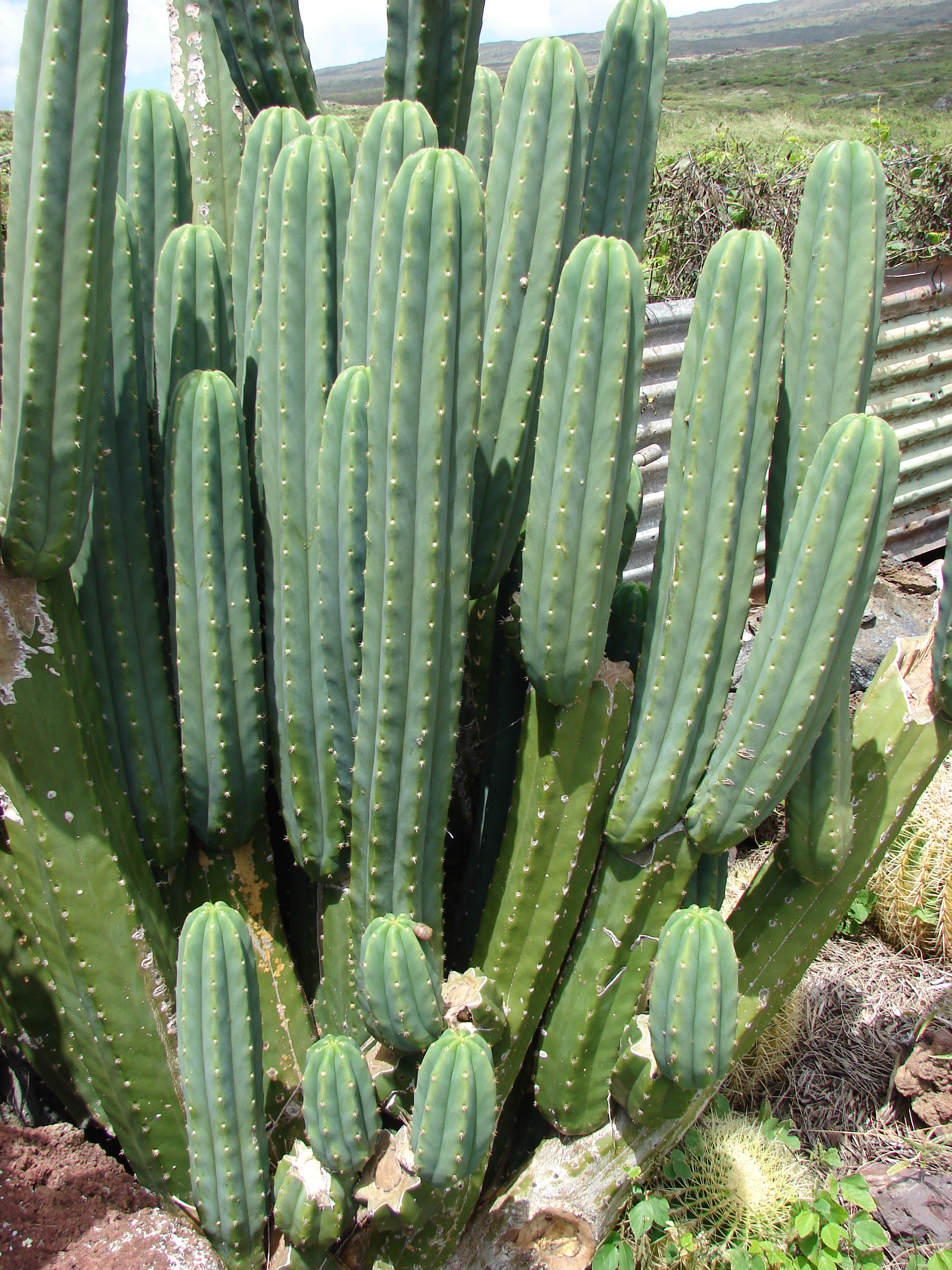 San Pedro cactus plant identification view