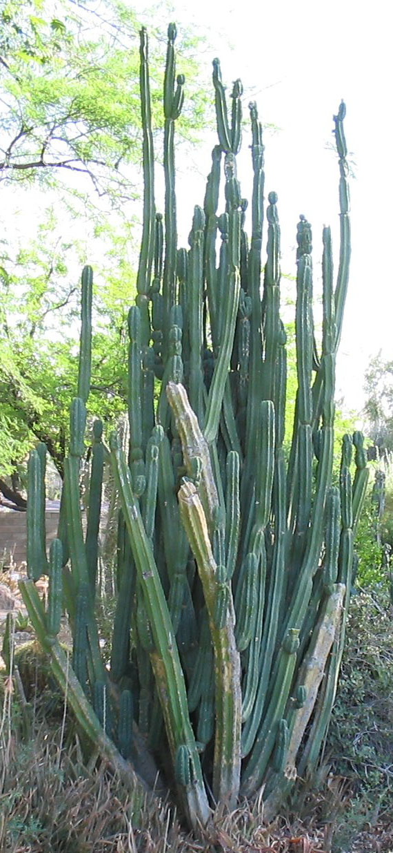 San Pedro cactus stem identification view