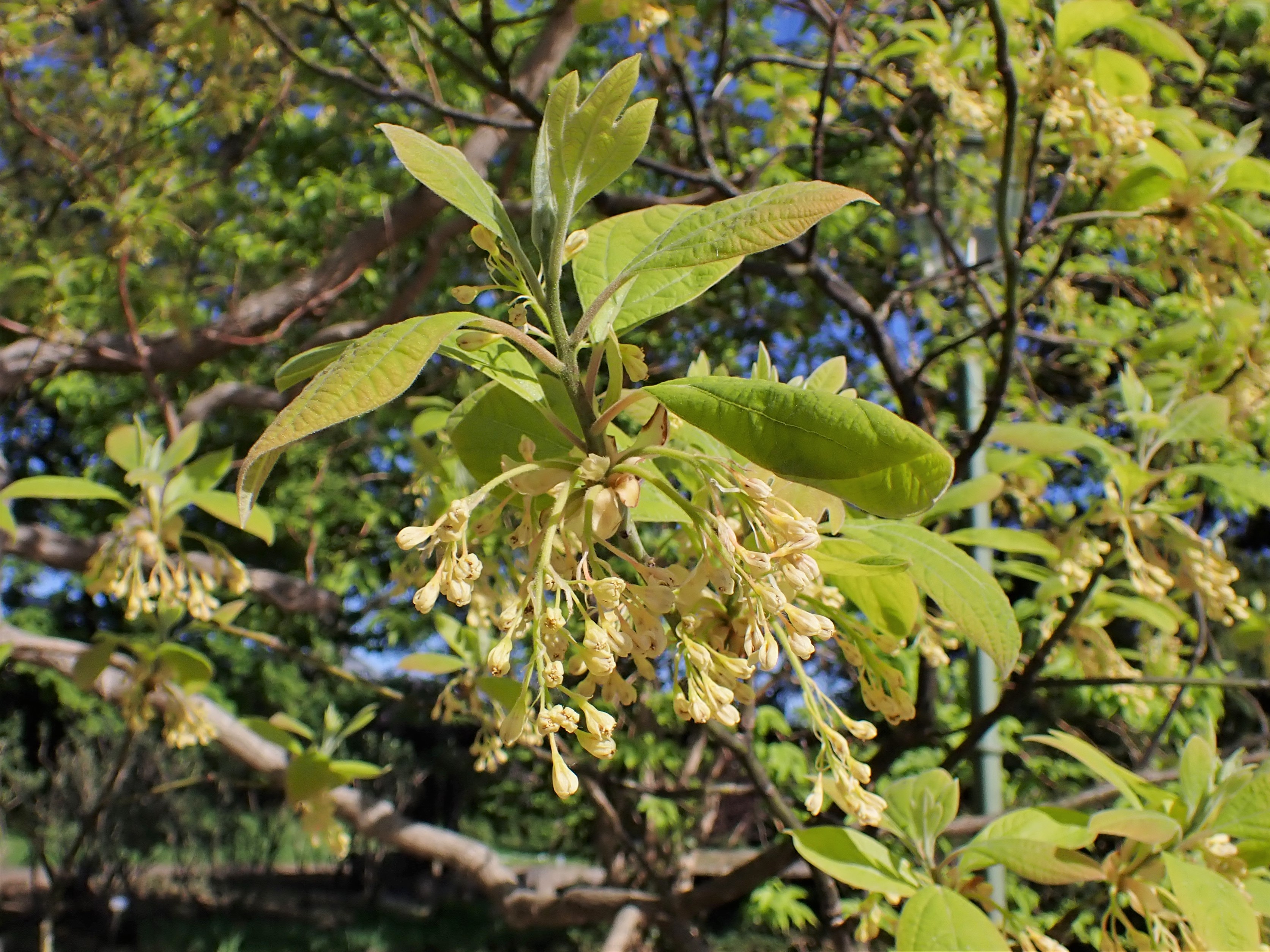 Sassafras flower identification view