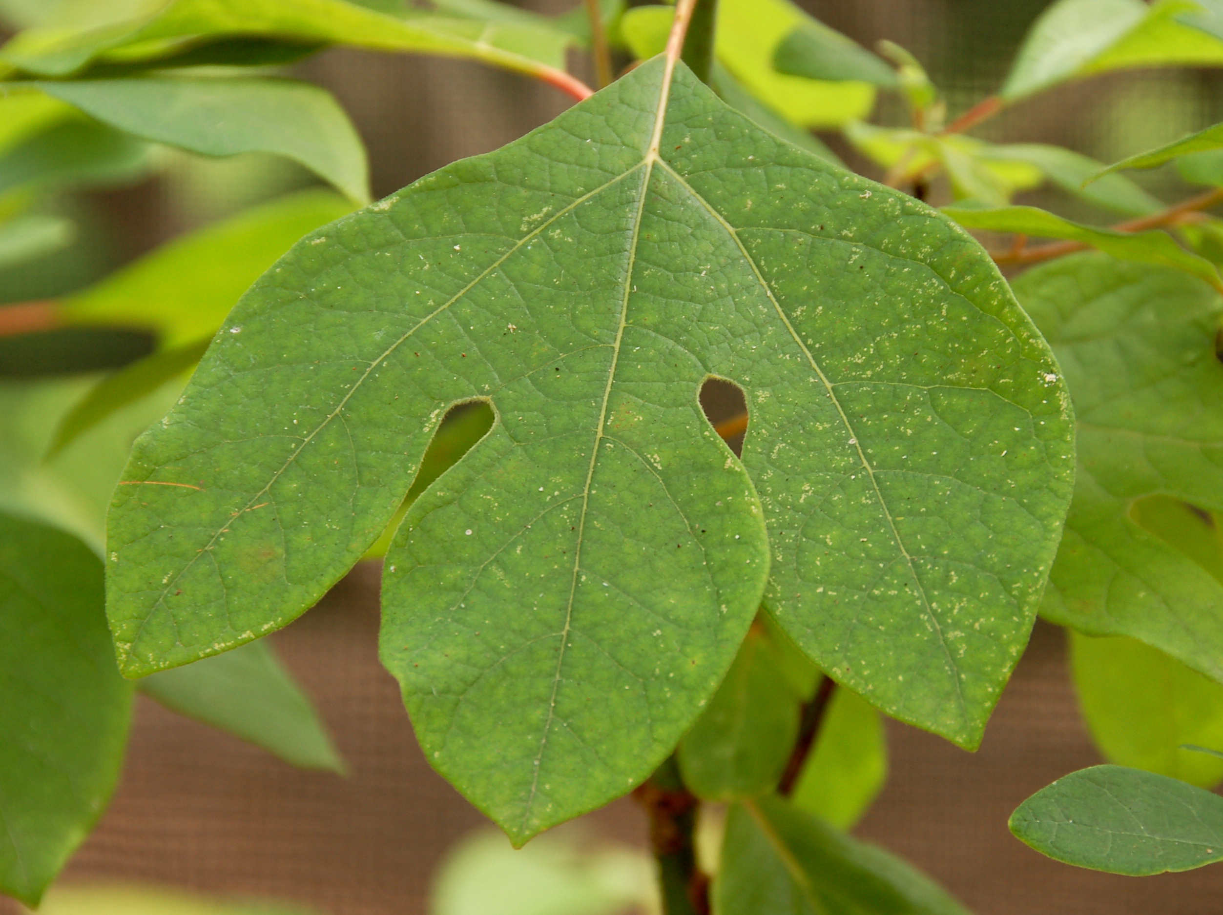 Sassafras leaf identification view
