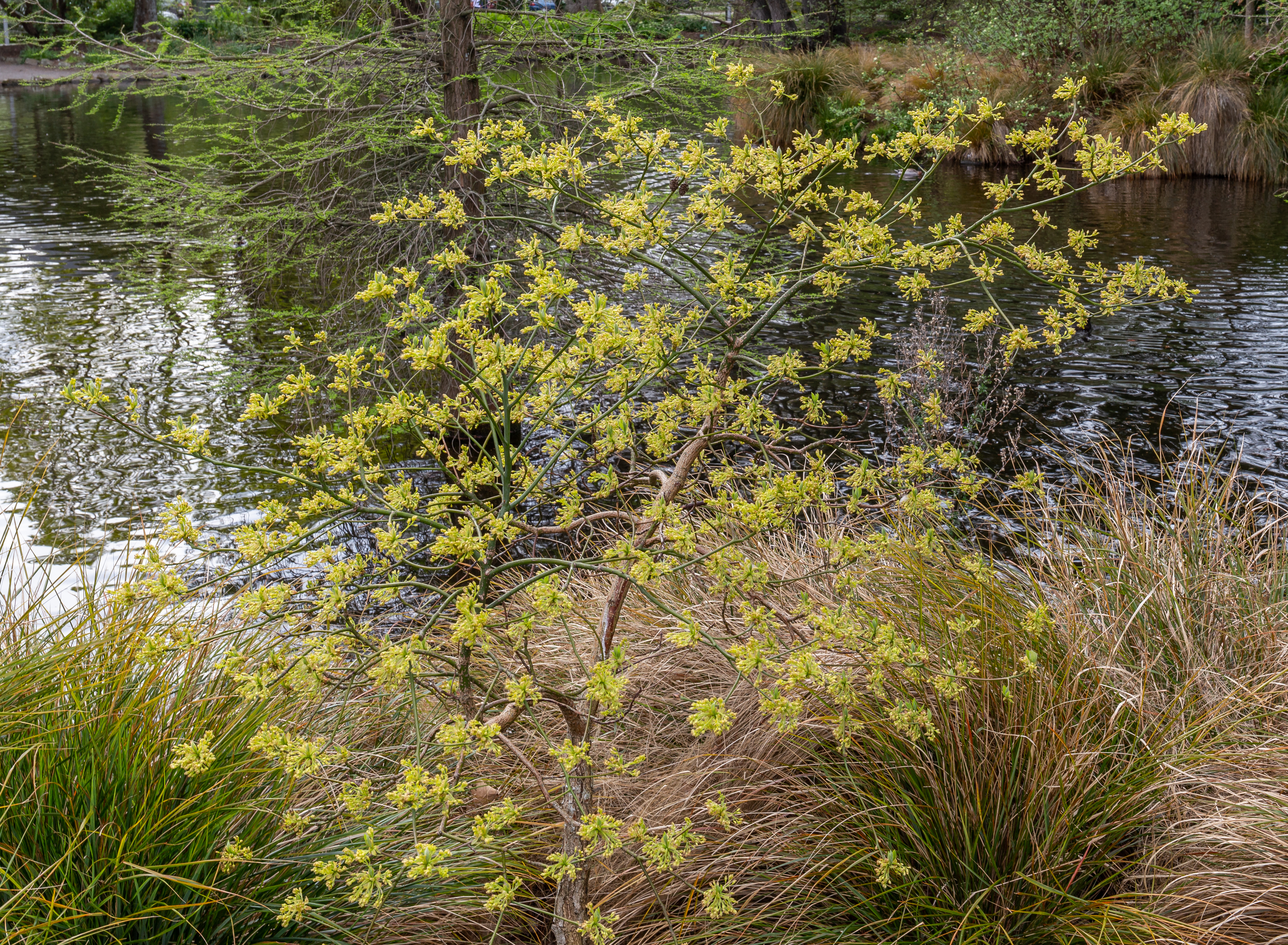 Sassafras plant identification view
