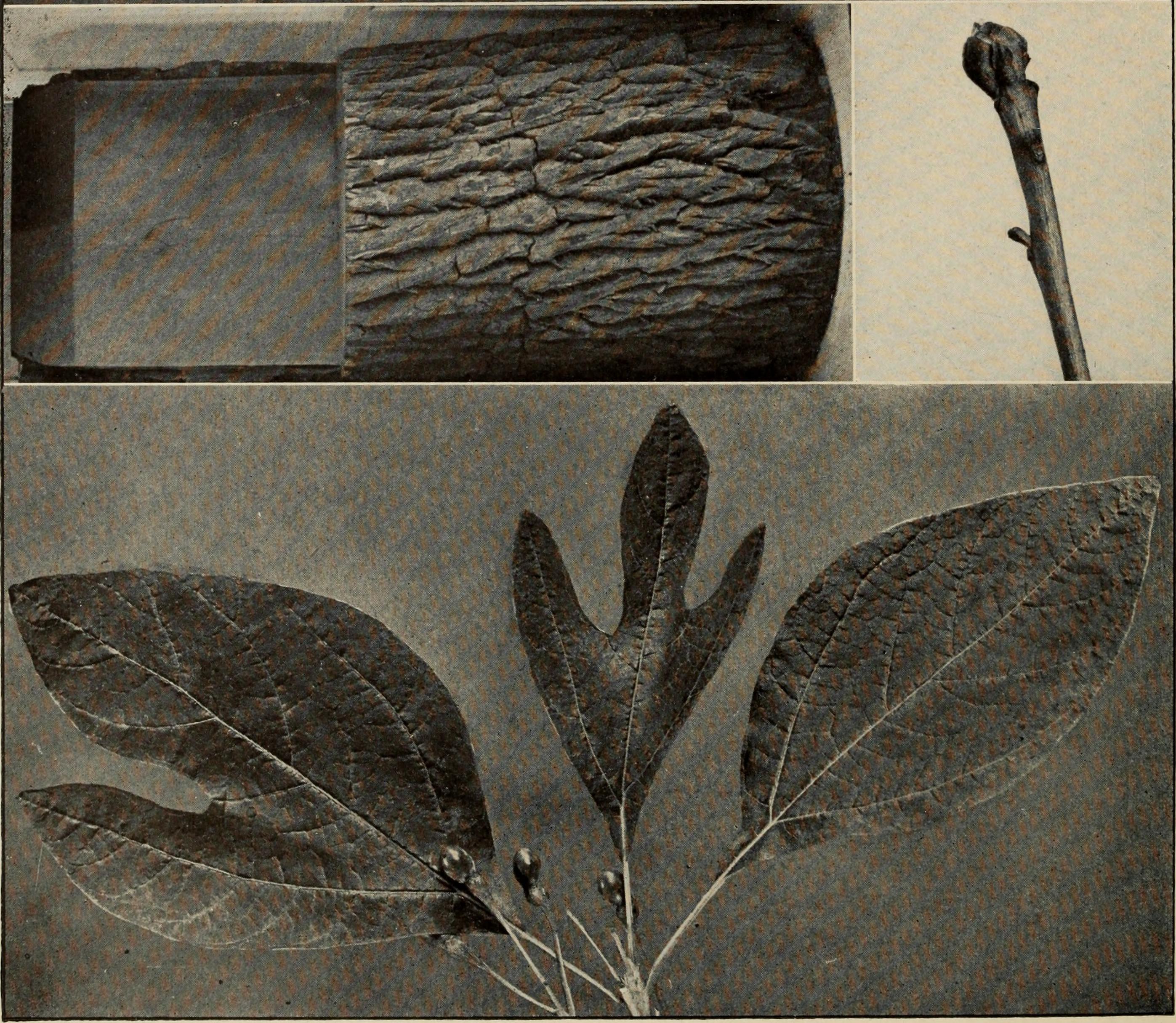 Sassafras stem identification view
