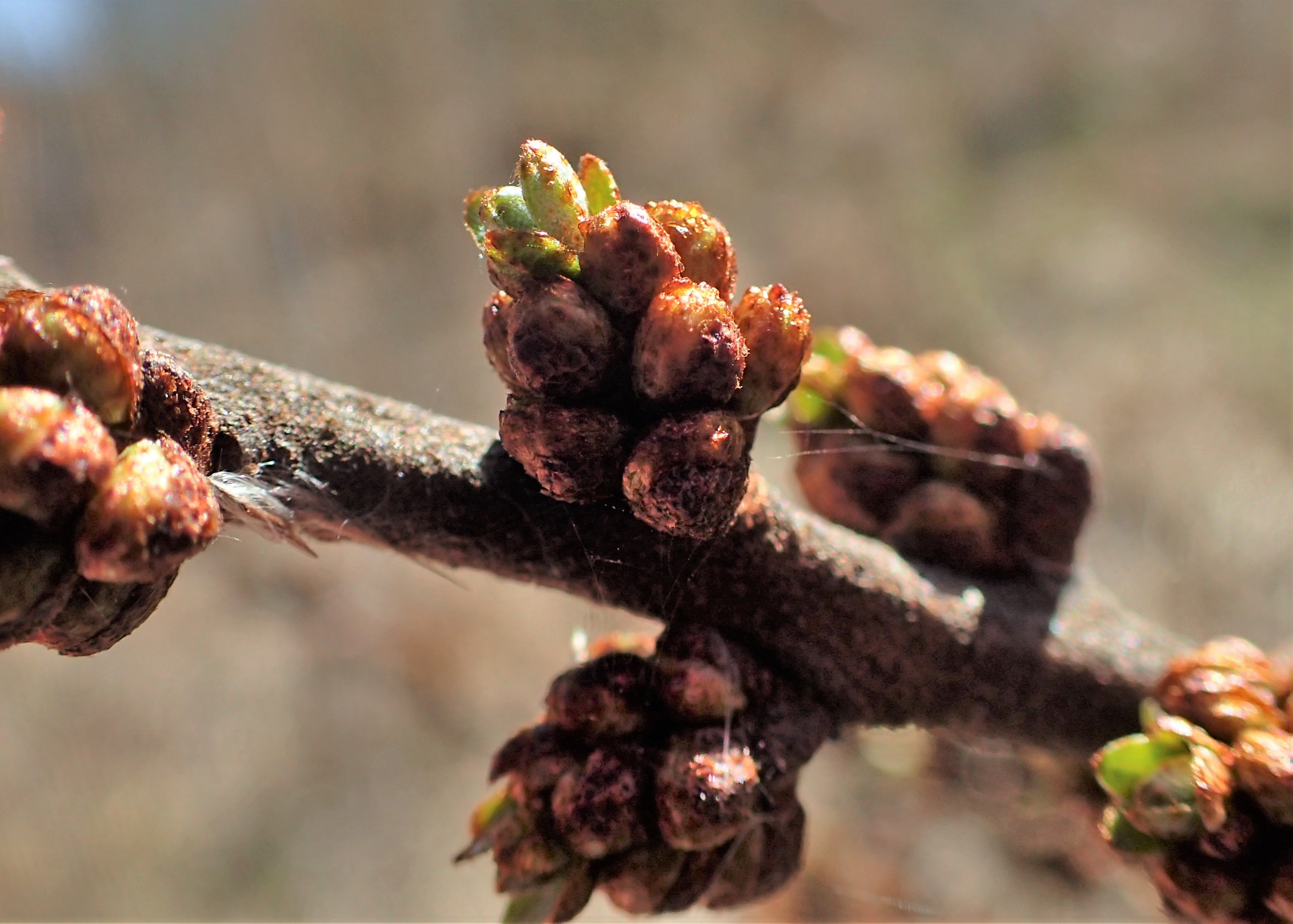 Sea buckthorn flower identification view