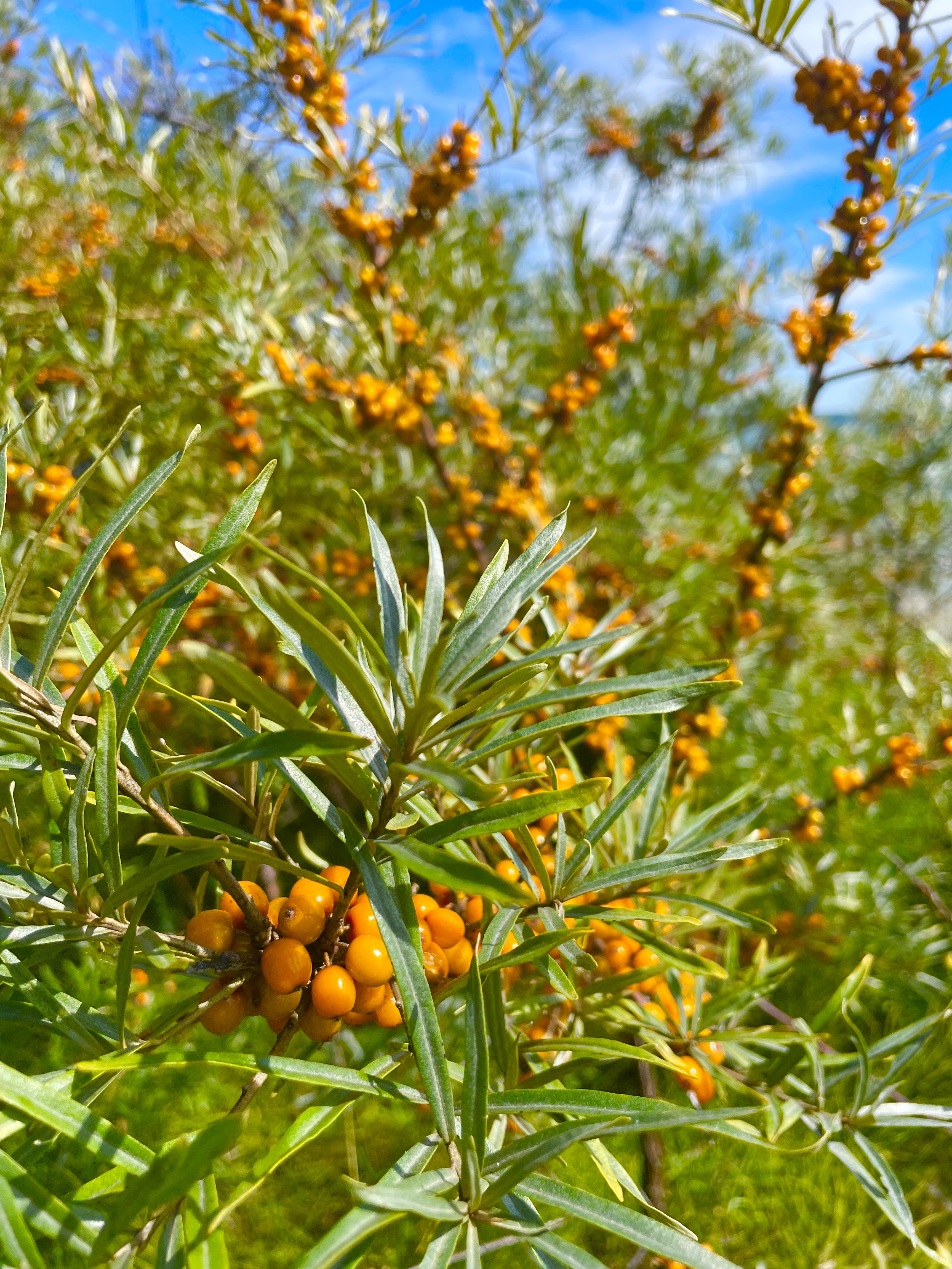 Sea buckthorn fruit identification view