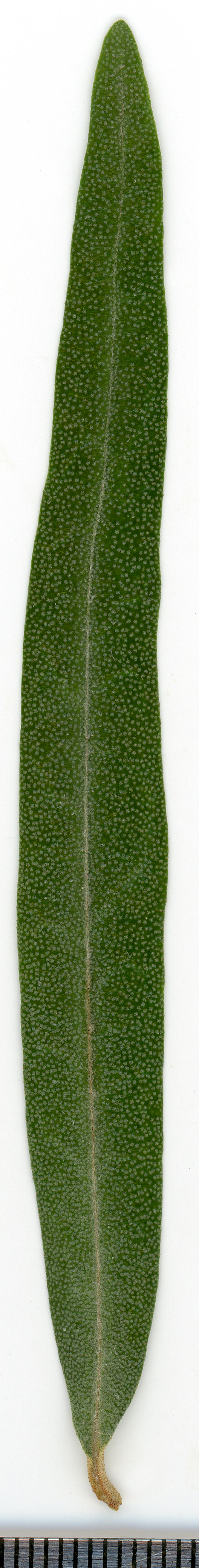 Sea buckthorn leaf identification view