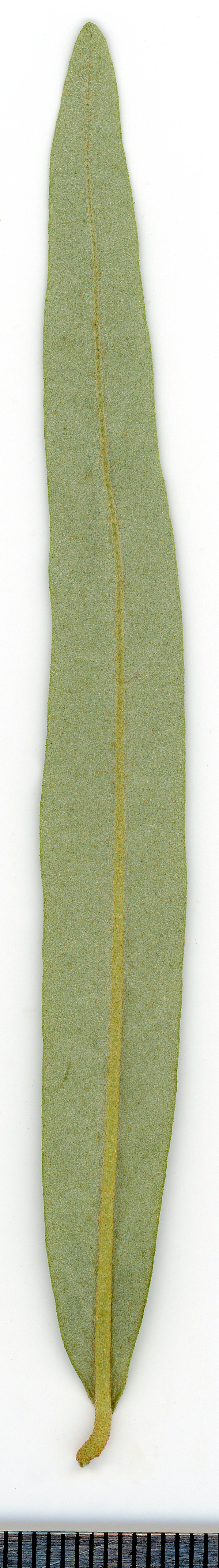 Sea buckthorn plant identification view