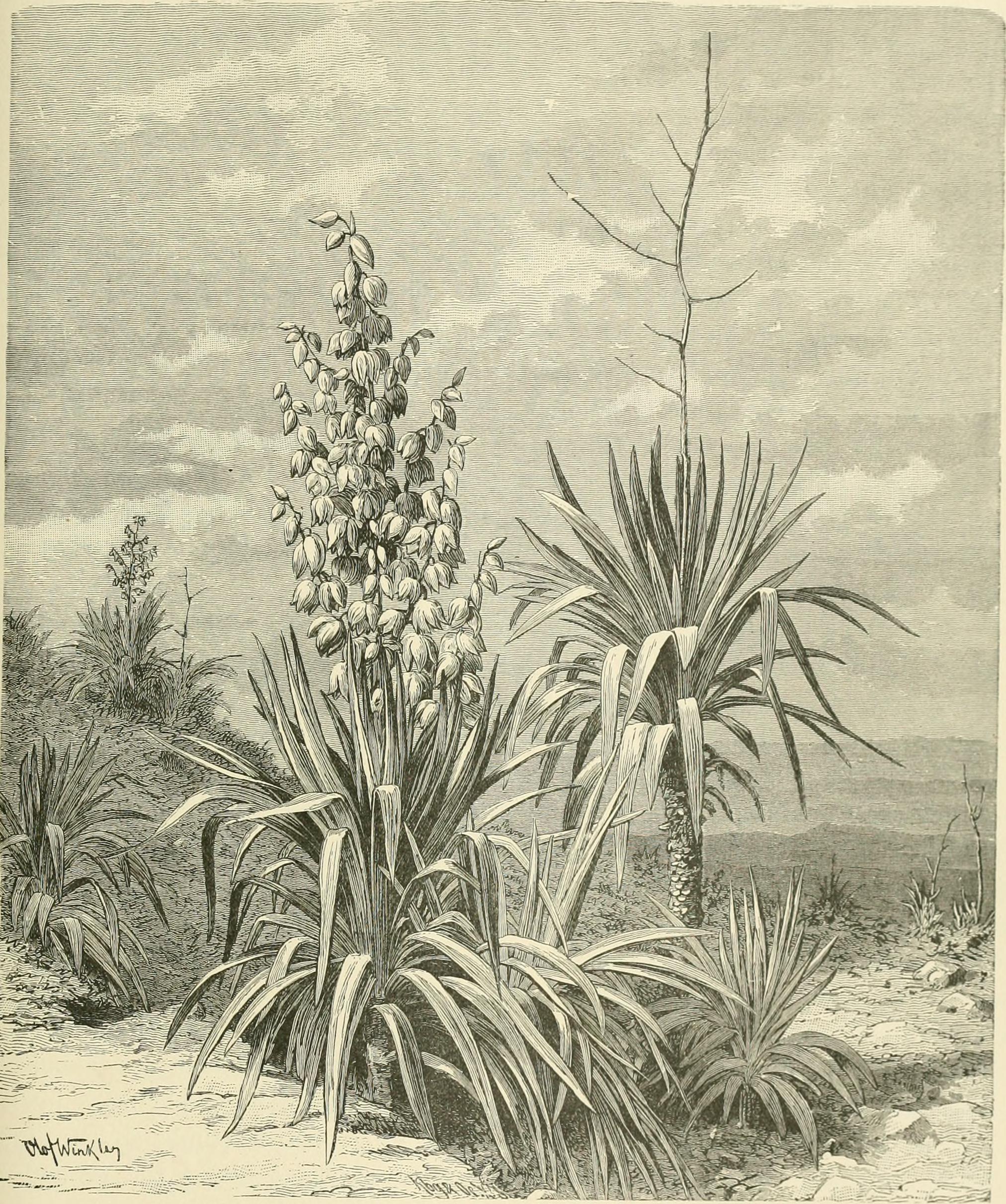 Sea buckthorn stem identification view