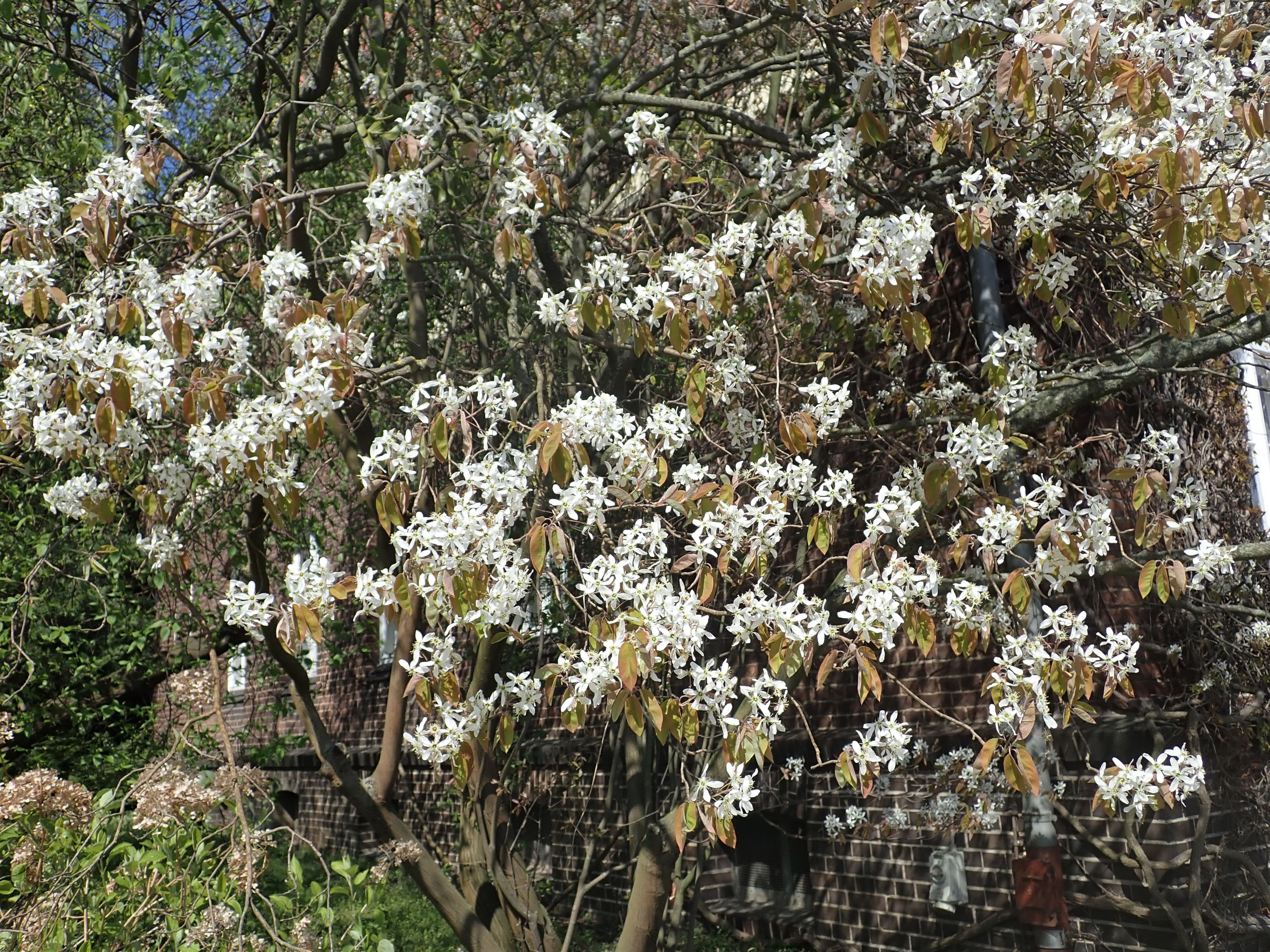 Serviceberry flower identification view