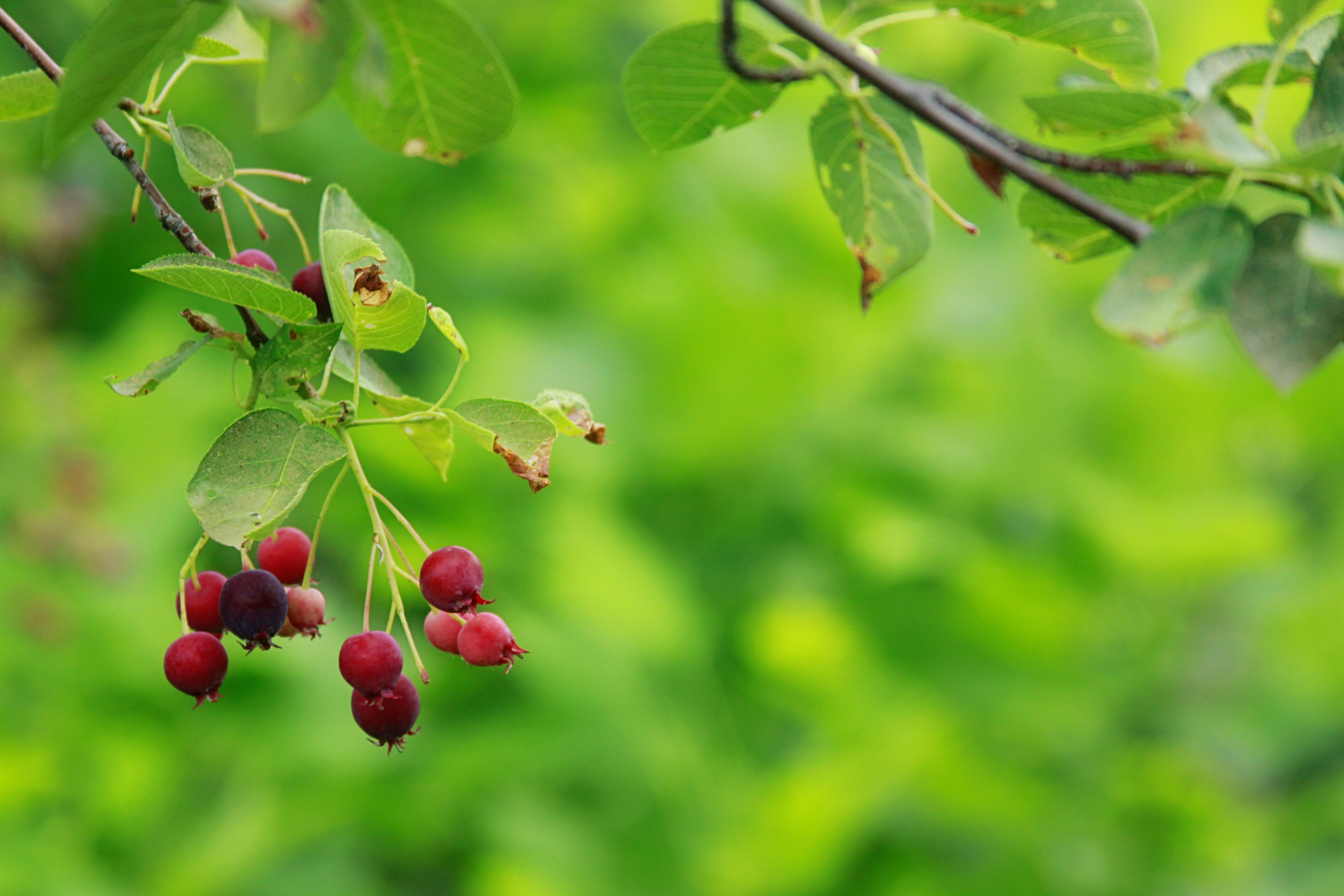 Serviceberry fruit identification view