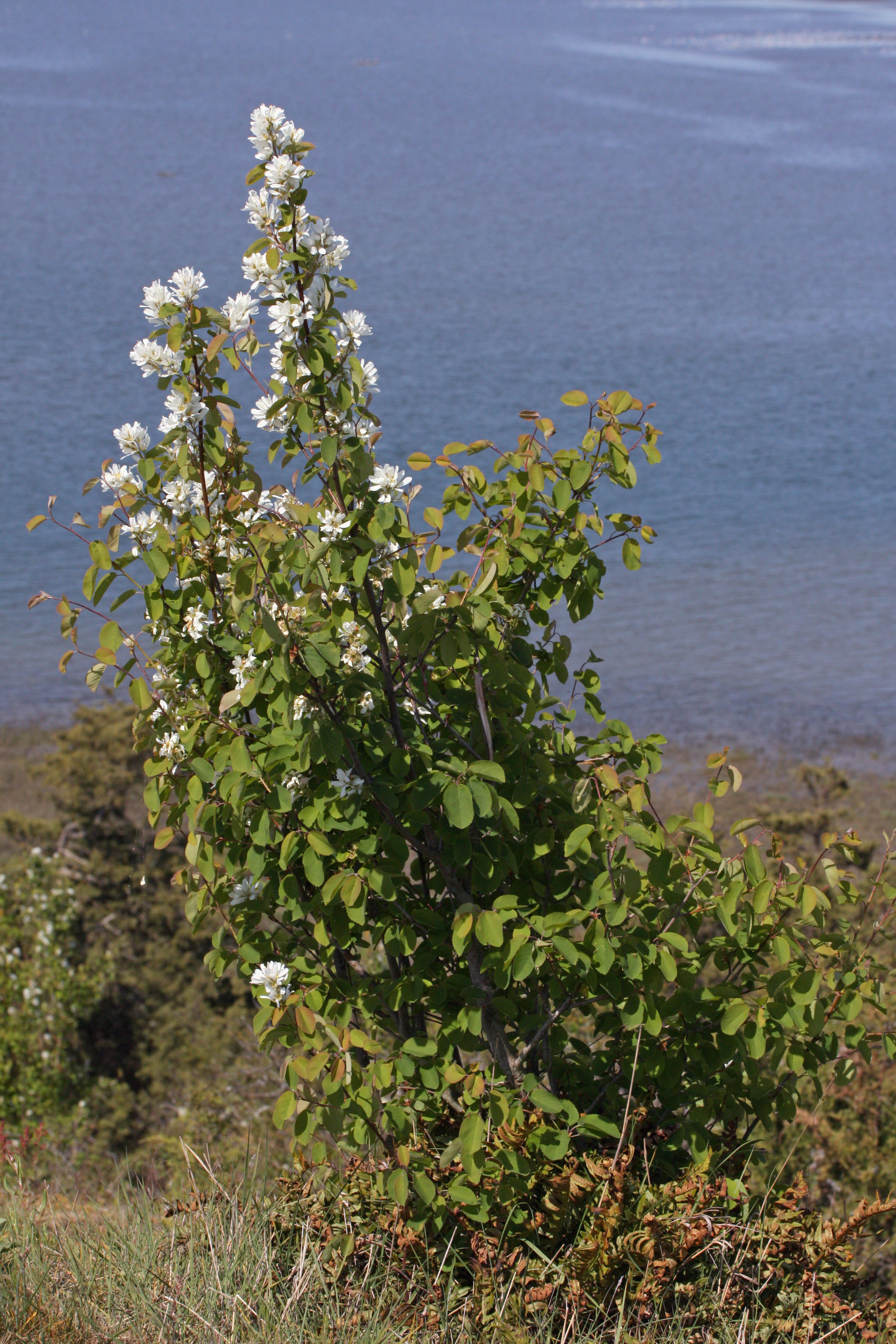 Serviceberry leaf identification view