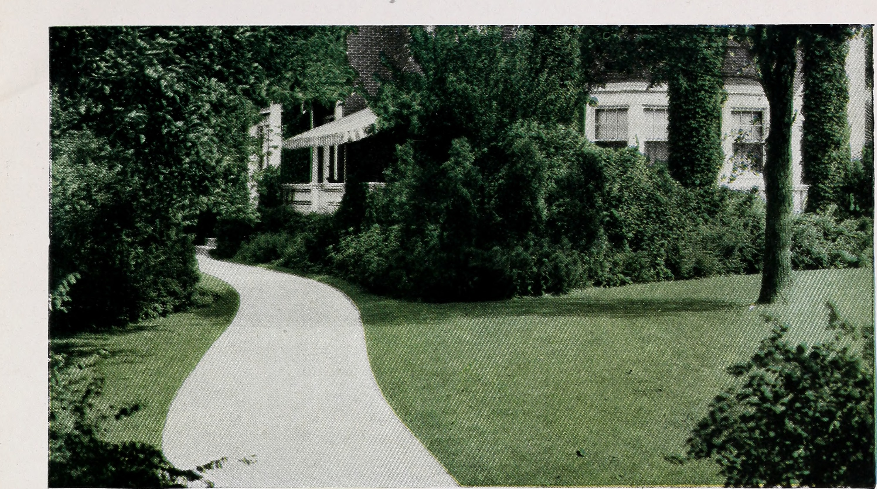 Serviceberry stem identification view
