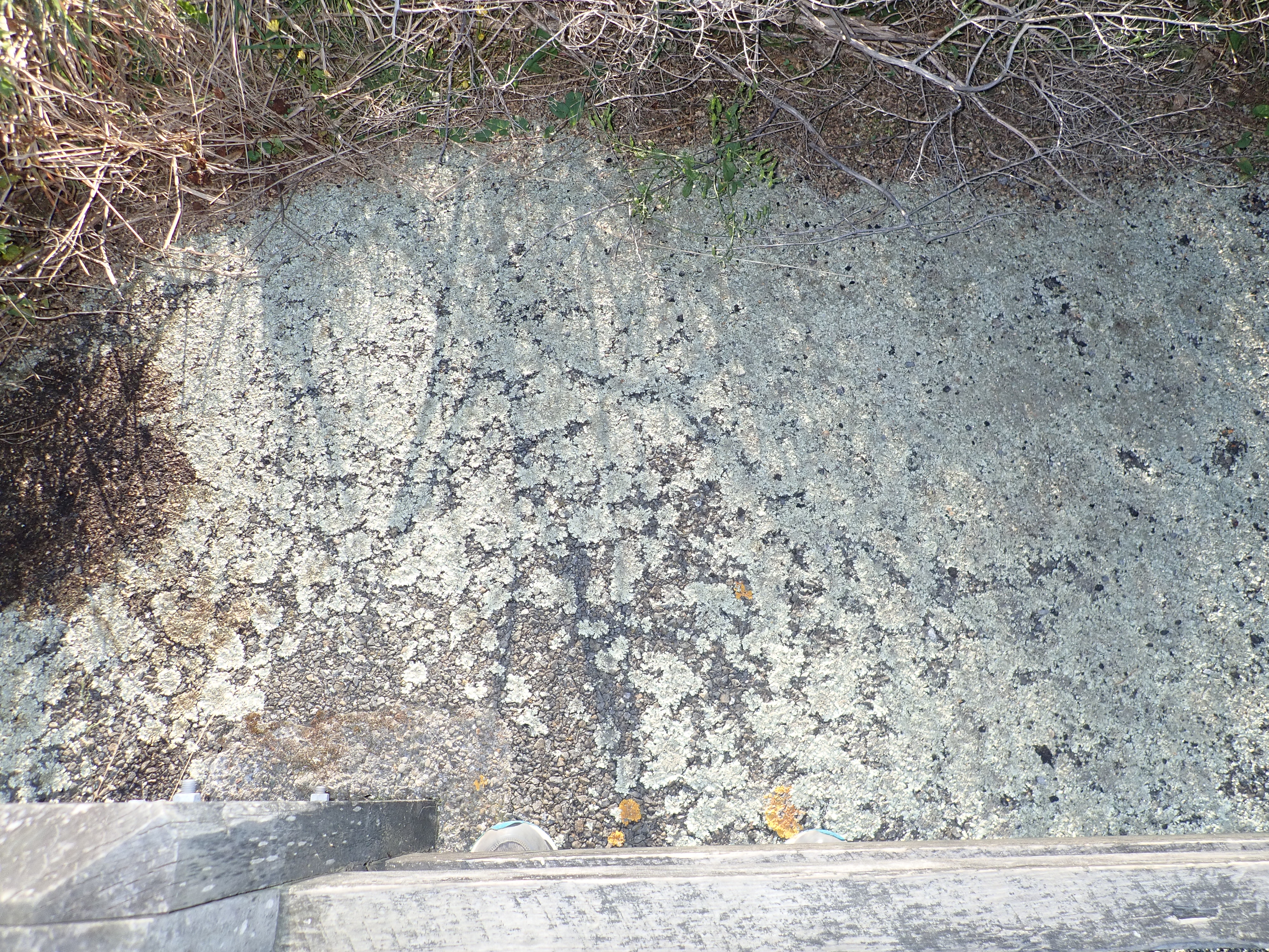 Sexy footpath lichen flower identification view