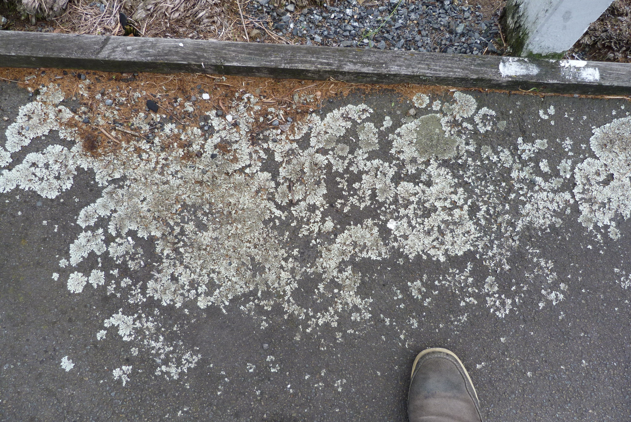 Sexy footpath lichen leaf identification view