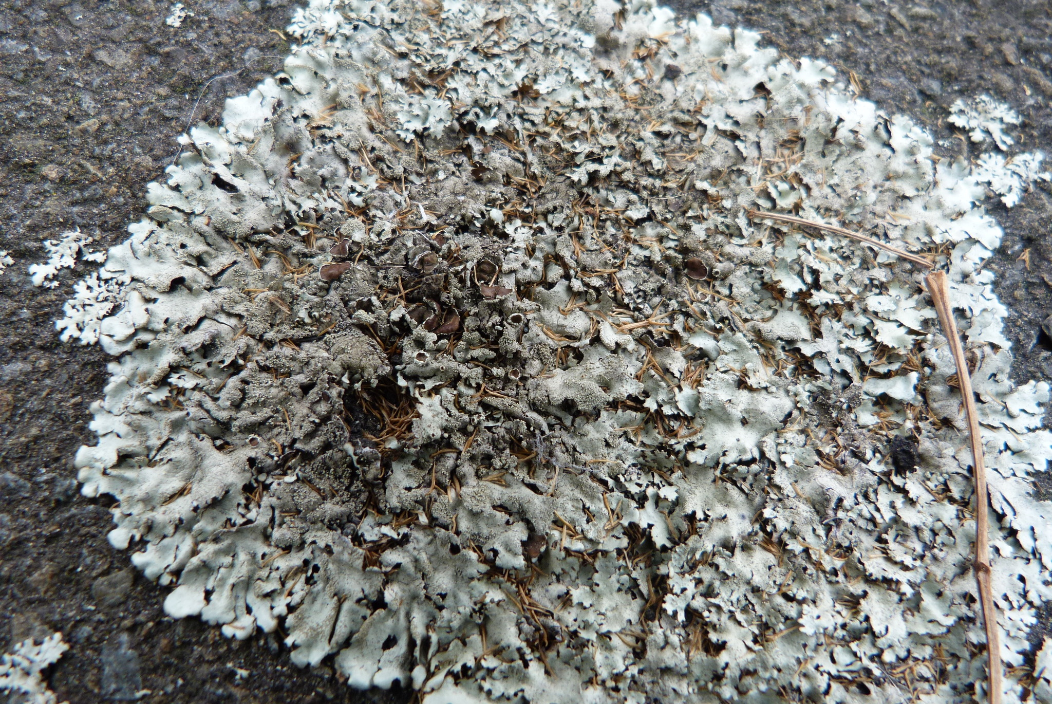 Sexy footpath lichen plant identification view