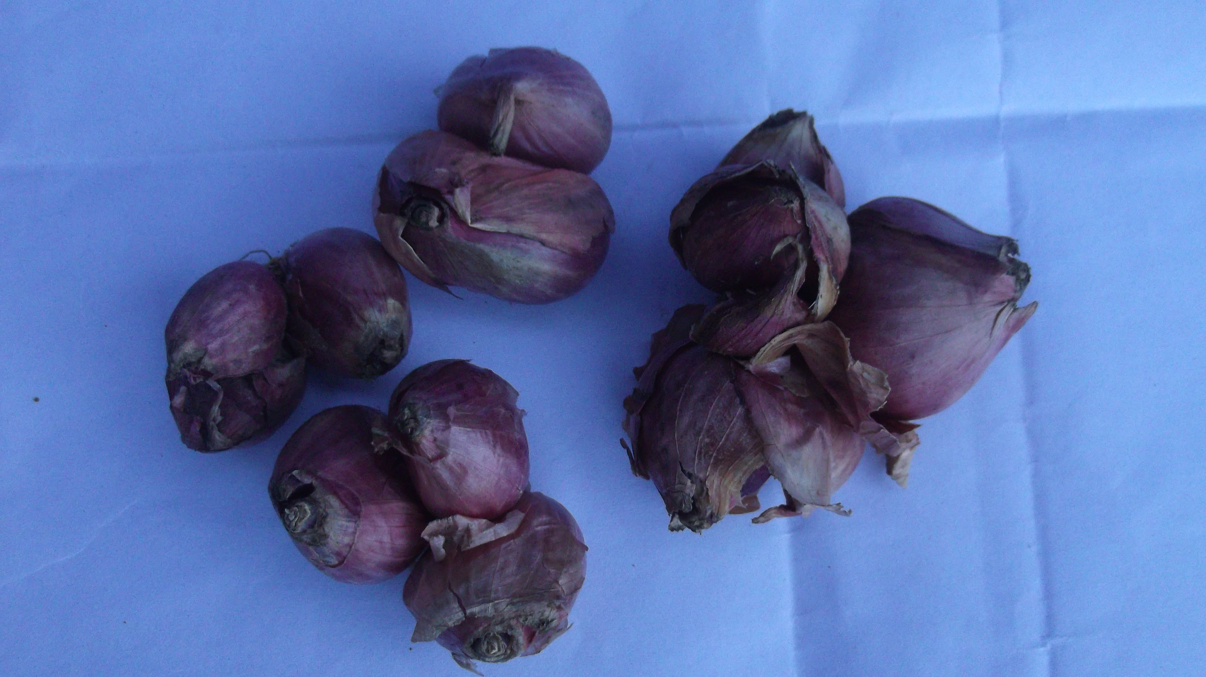 Shallot flower identification view