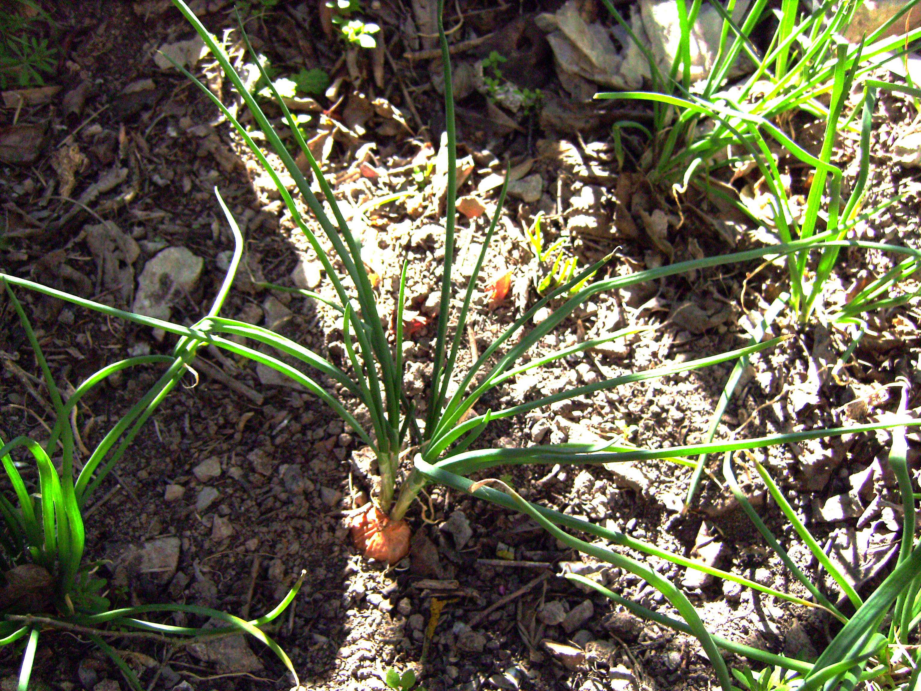 Shallot plant identification view