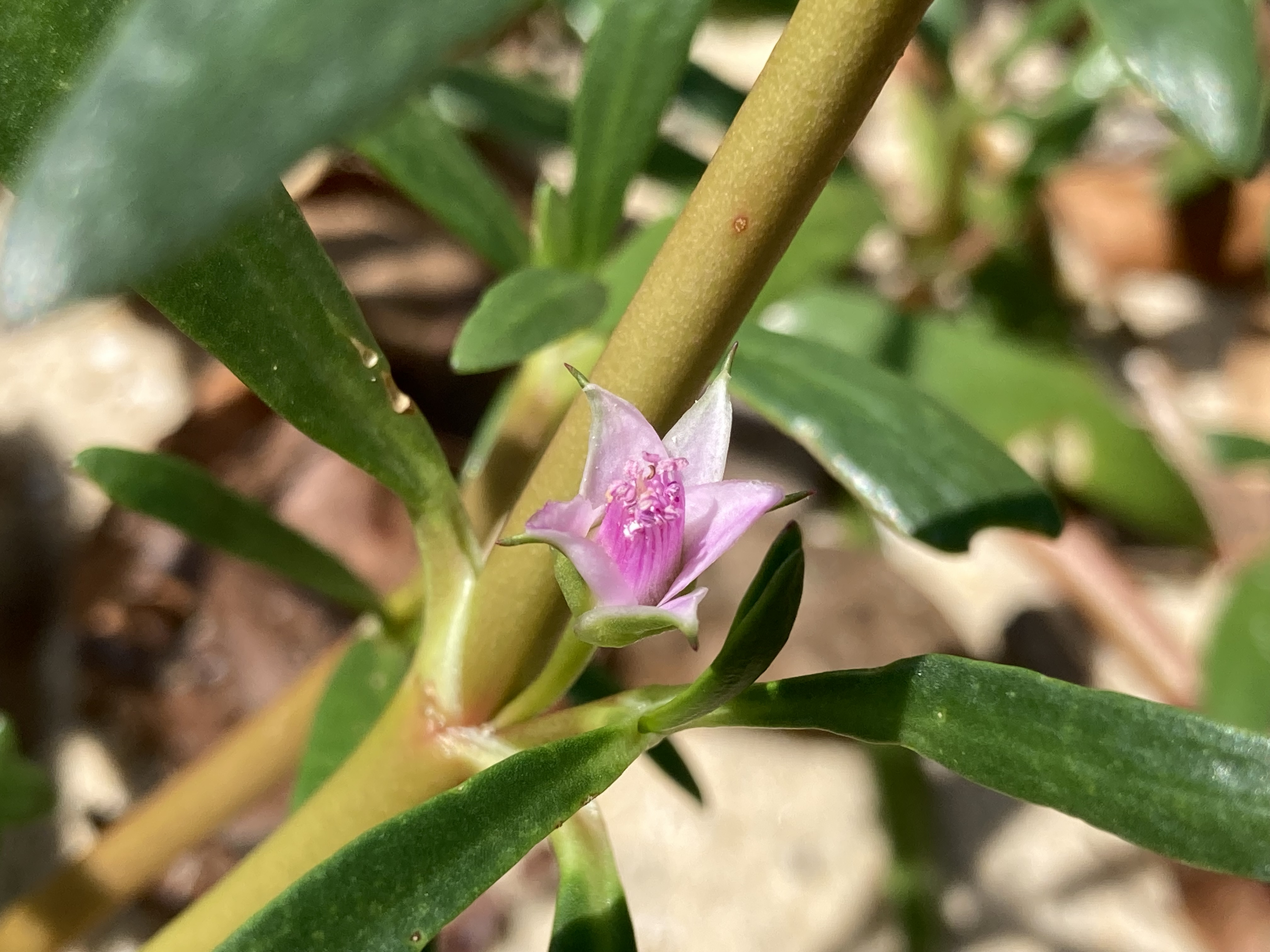 Shoreline purslane flower identification view
