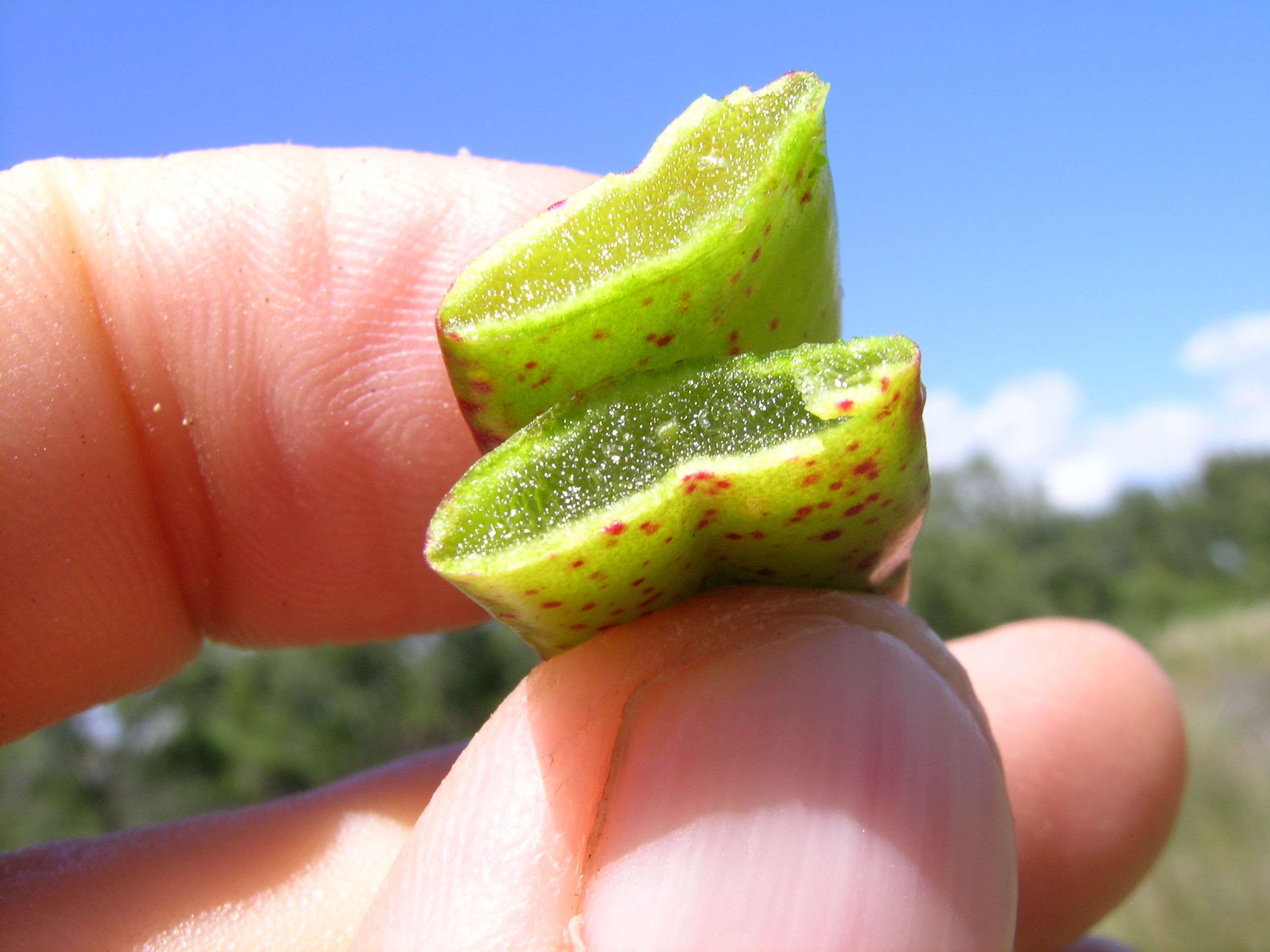 Shoreline purslane leaf identification view