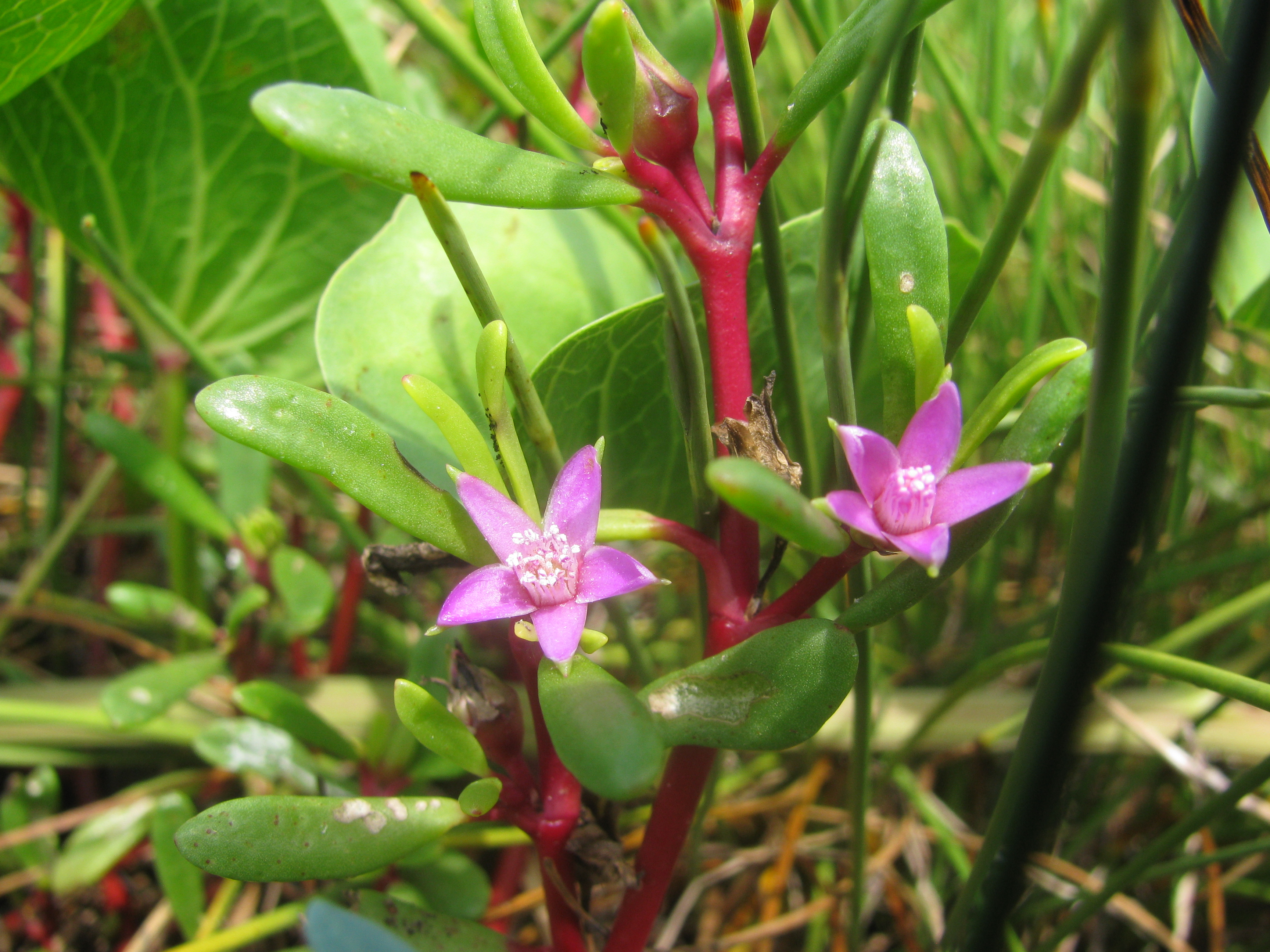 Shoreline purslane stem identification view