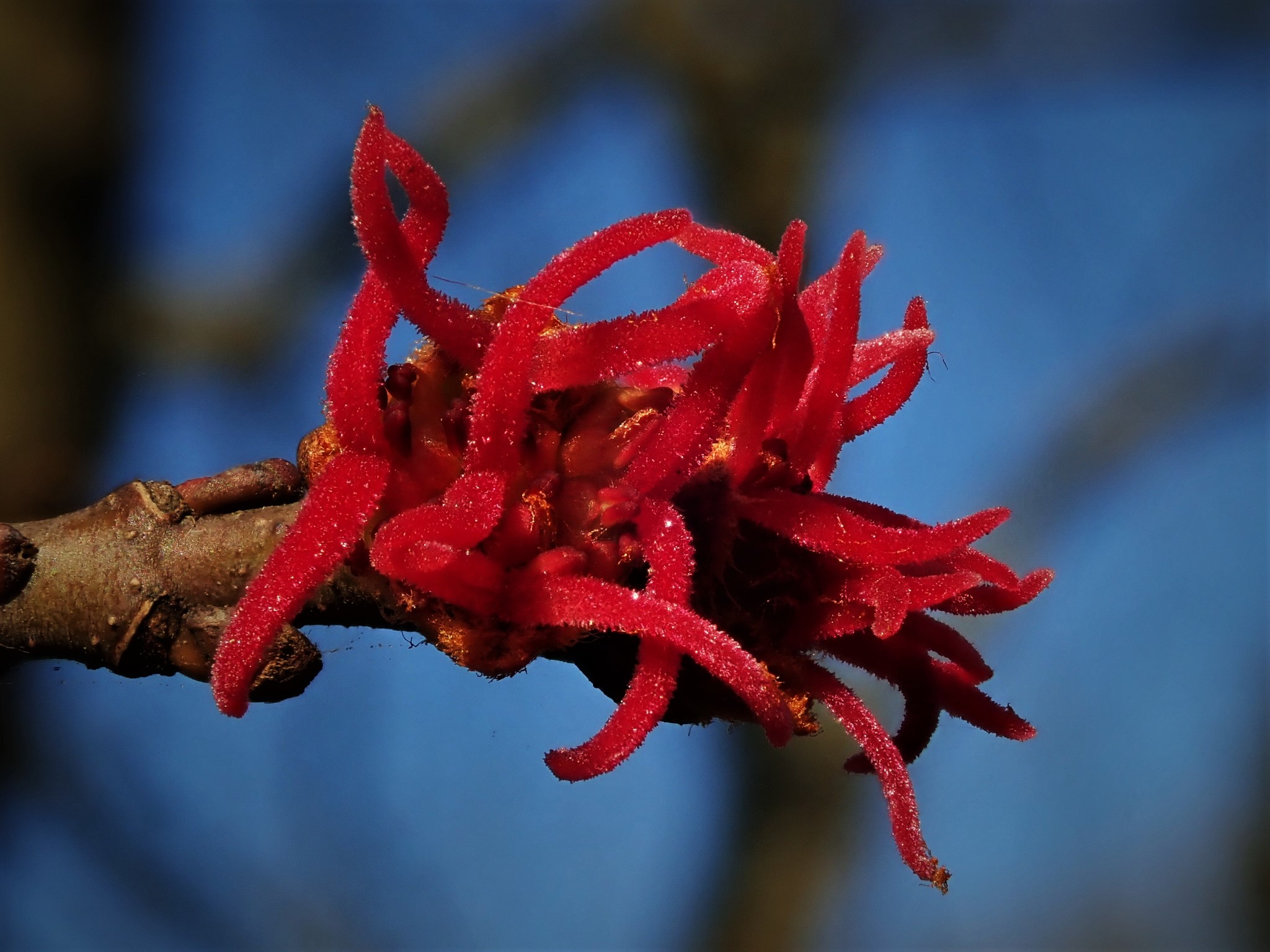 silver maple flower identification view
