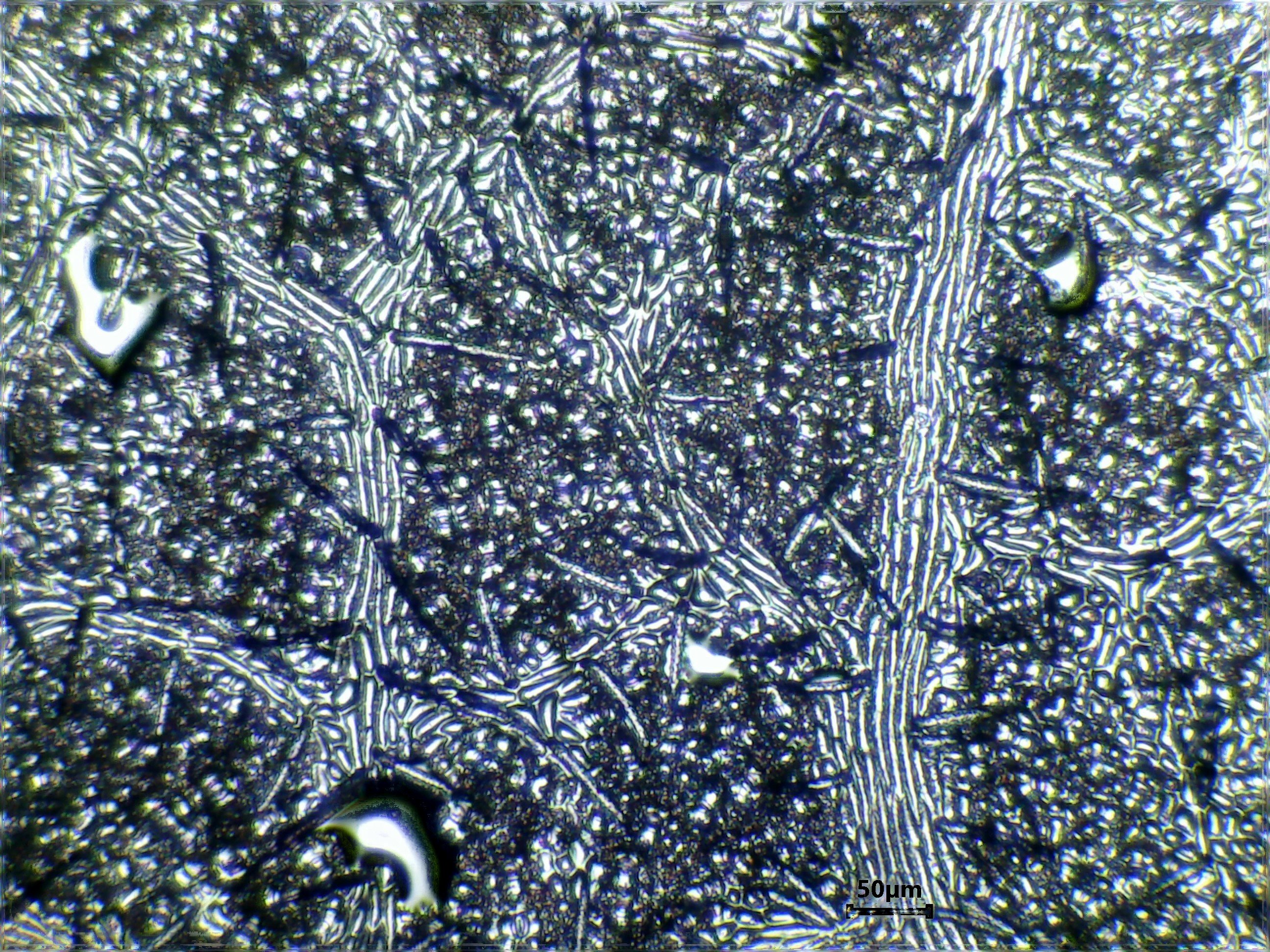 silver maple leaf identification view