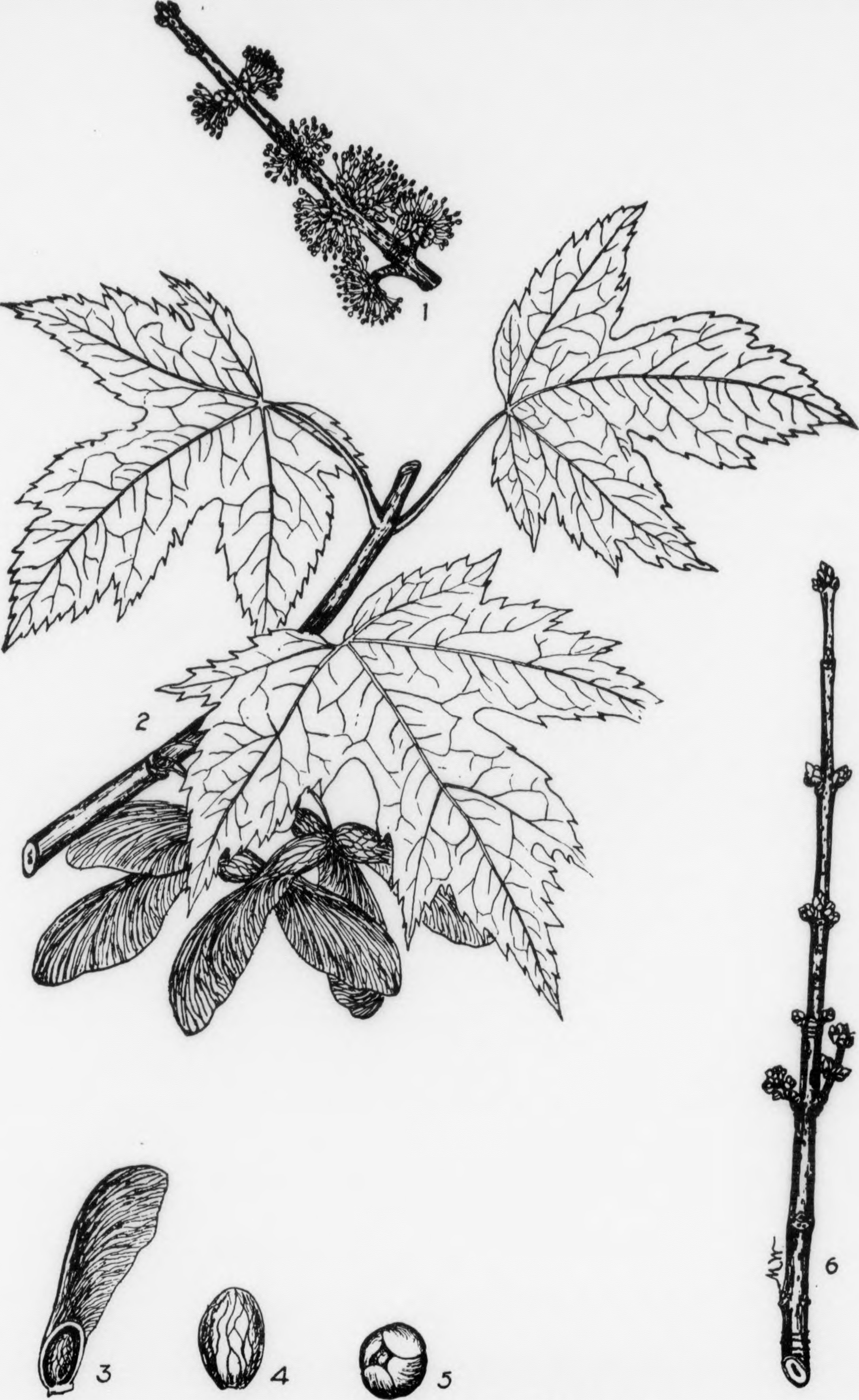 silver maple stem identification view