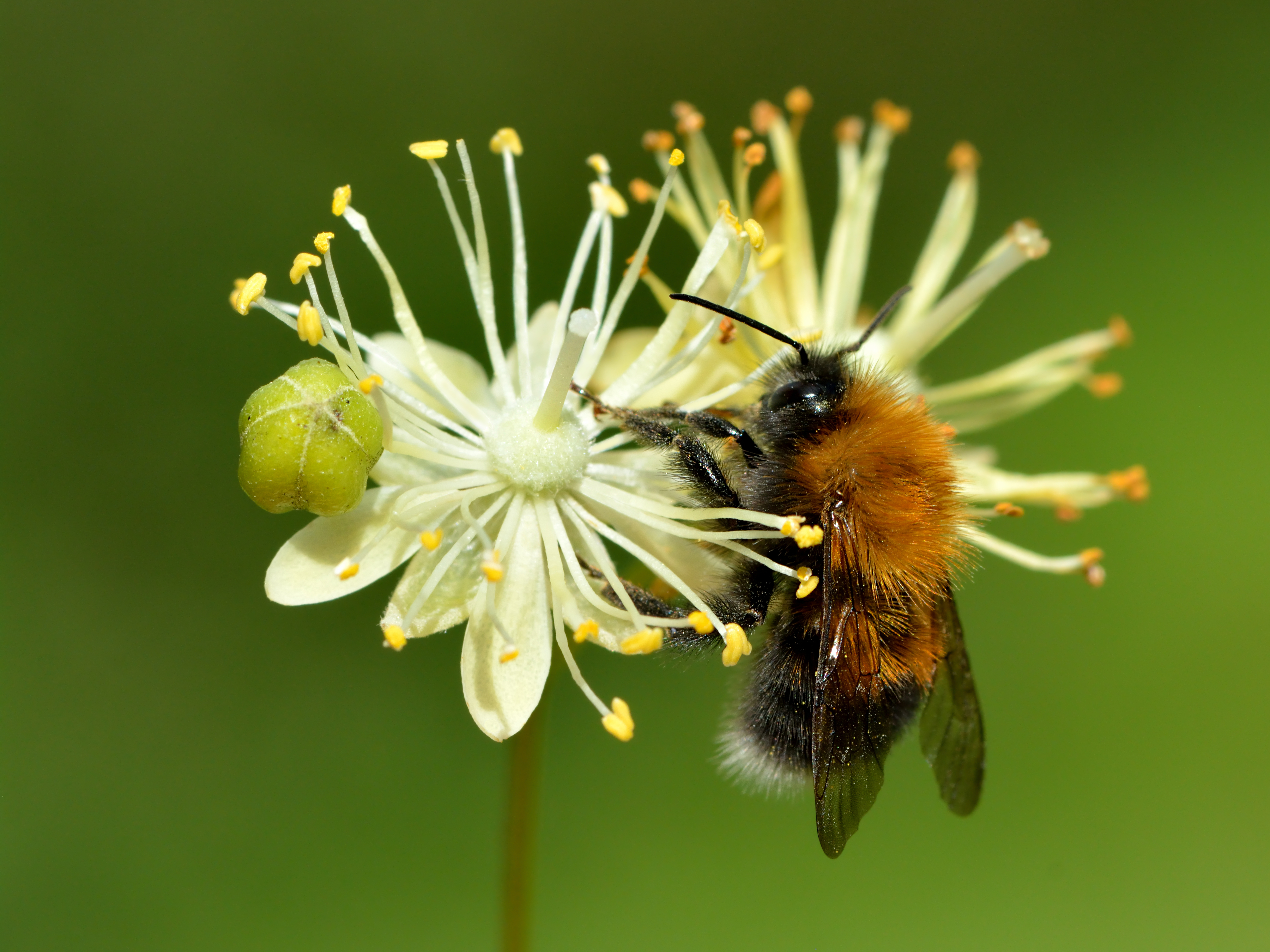 Small-leaved linden flower identification view