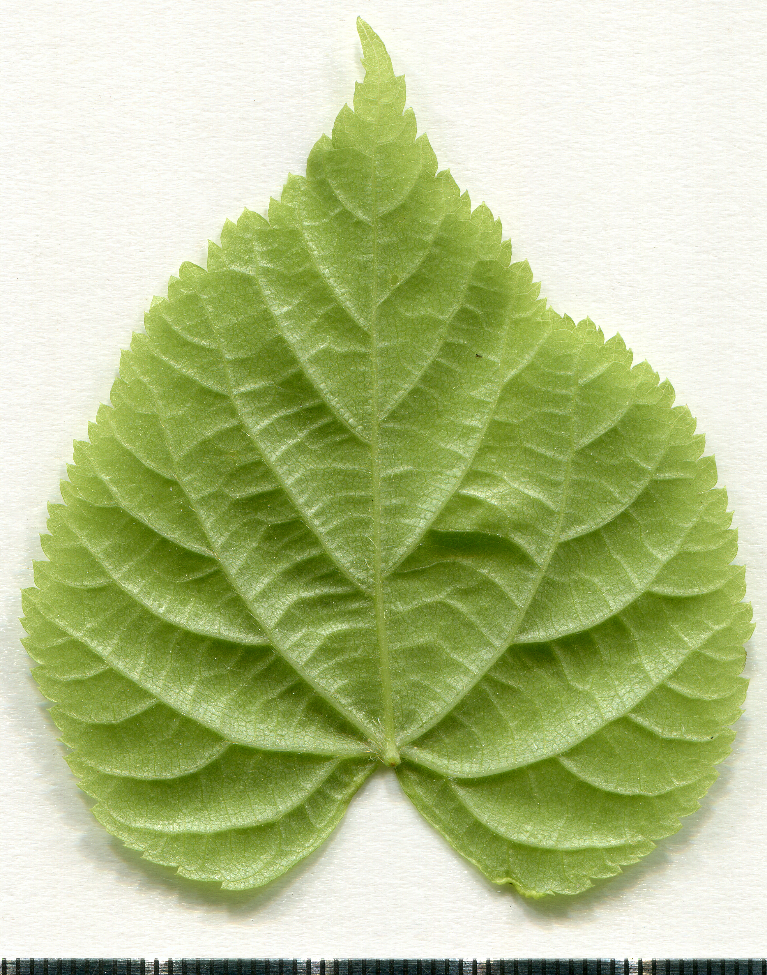 Small-leaved linden leaf identification view
