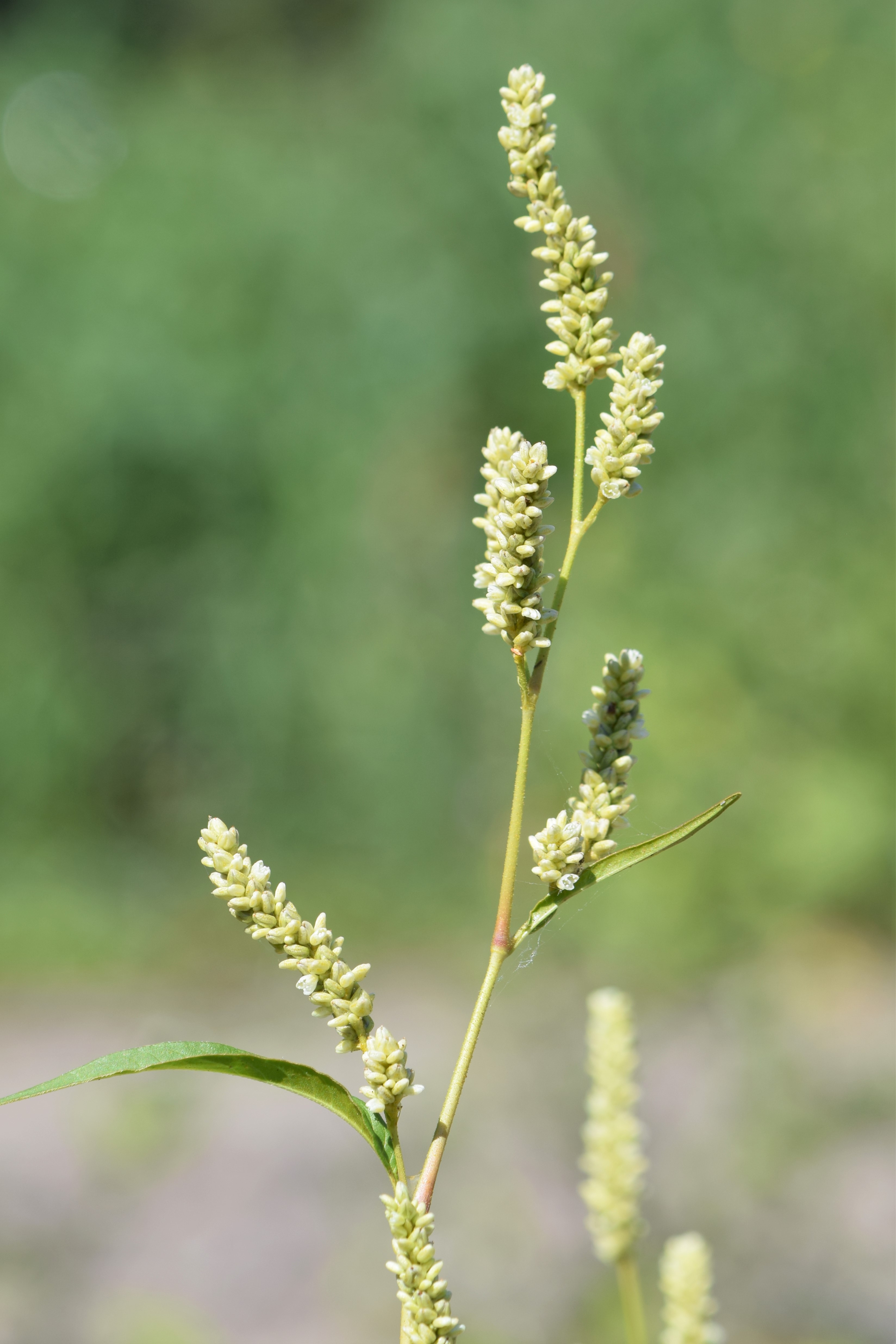 Smartweed leaf identification view