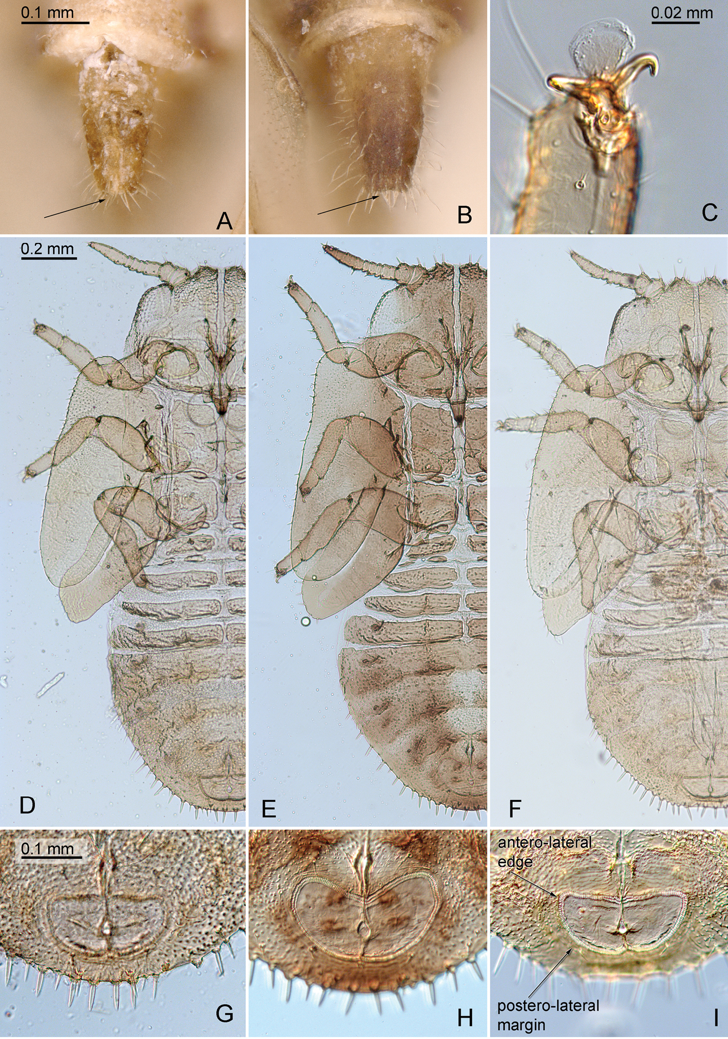 Smartweed plant identification view
