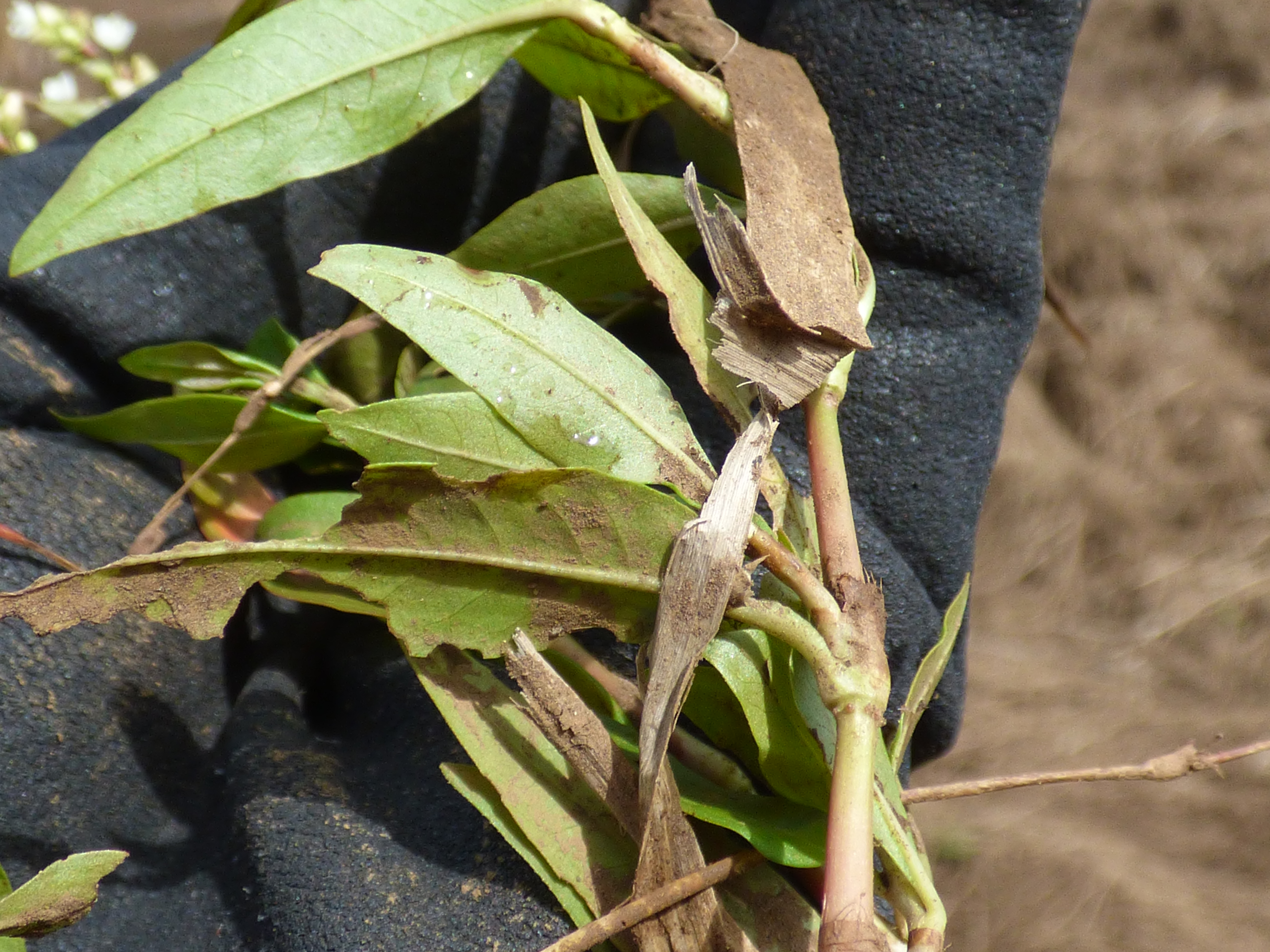 Smartweed stem identification view