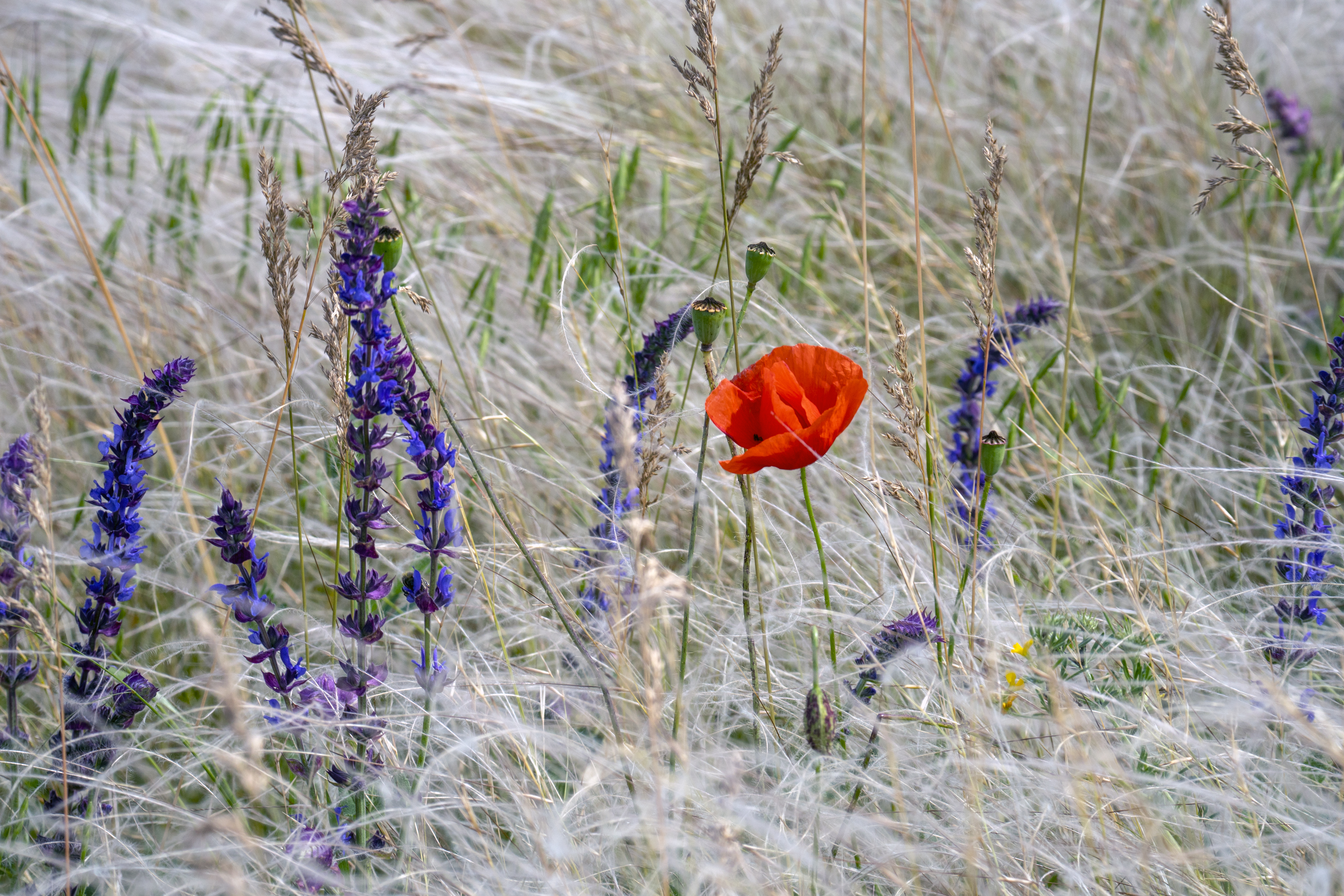 Smooth Brome flower identification view