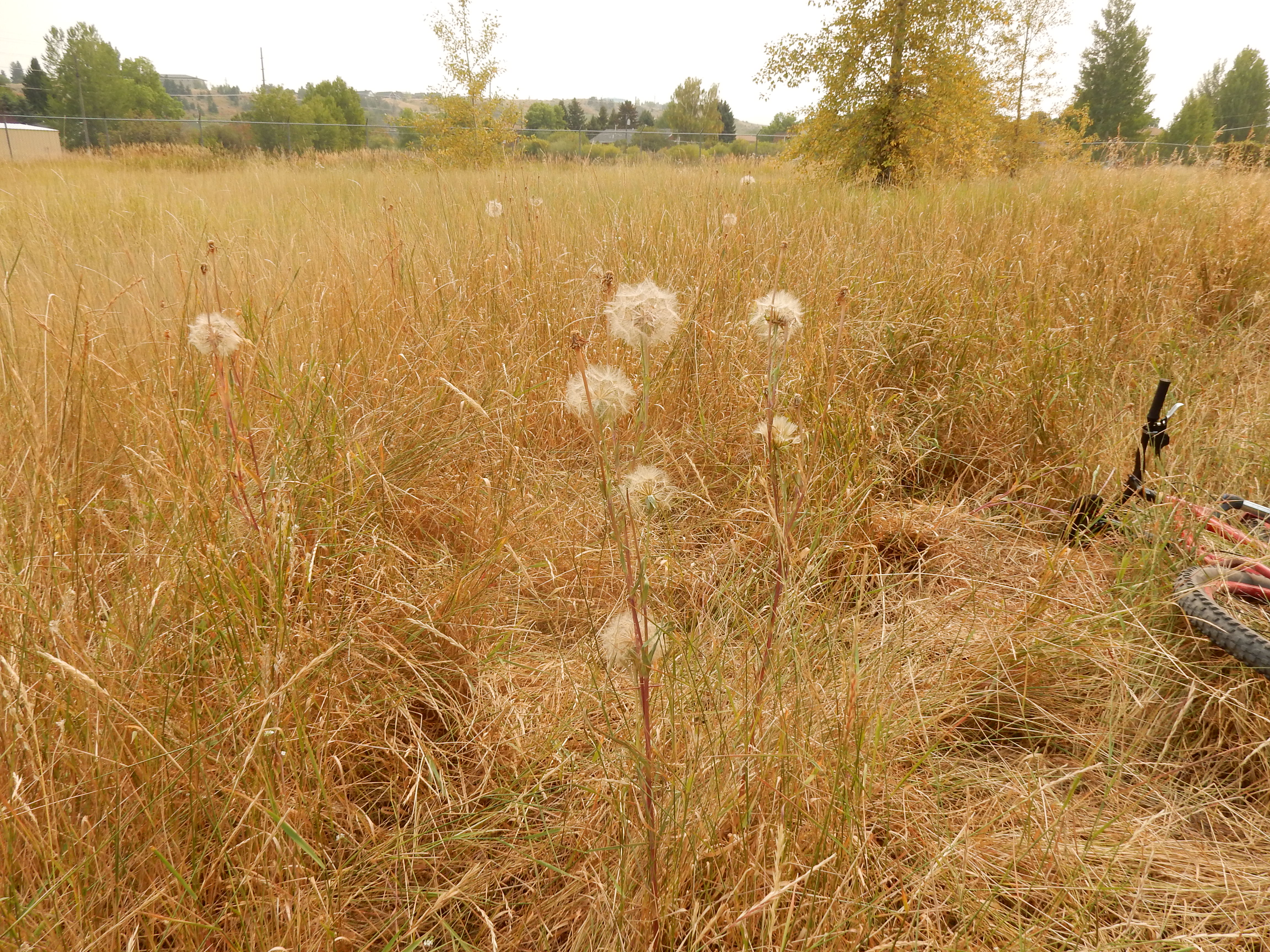 Smooth Brome fruit identification view