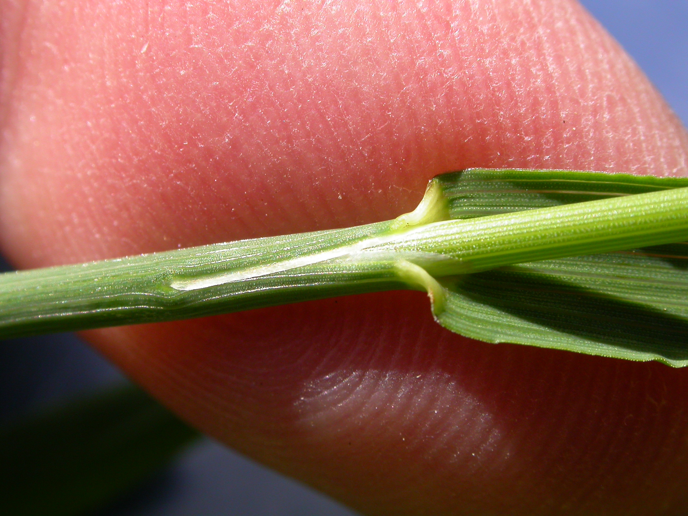 Smooth Brome leaf identification view