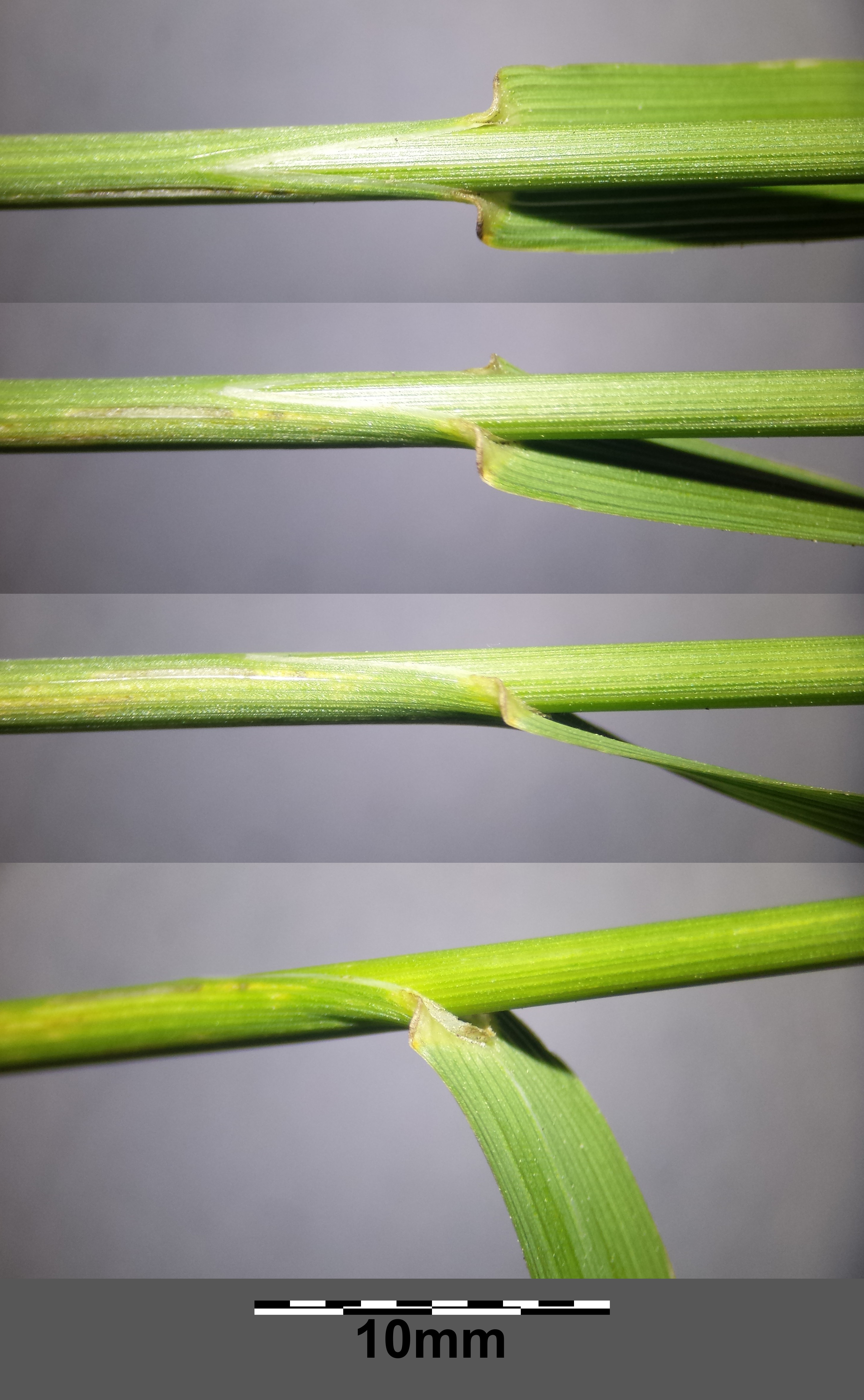 Smooth Brome stem identification view