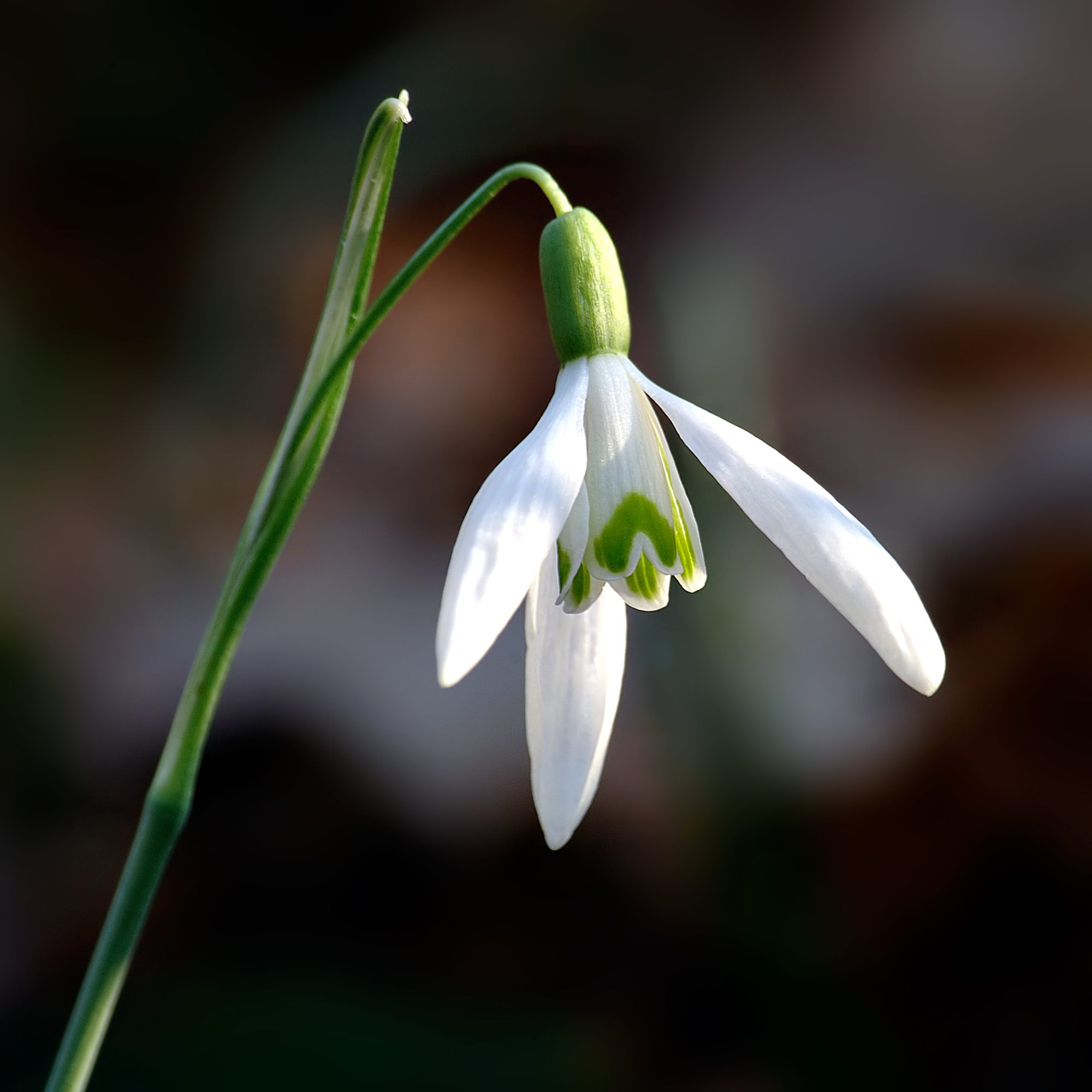 Snowdrop flower identification view