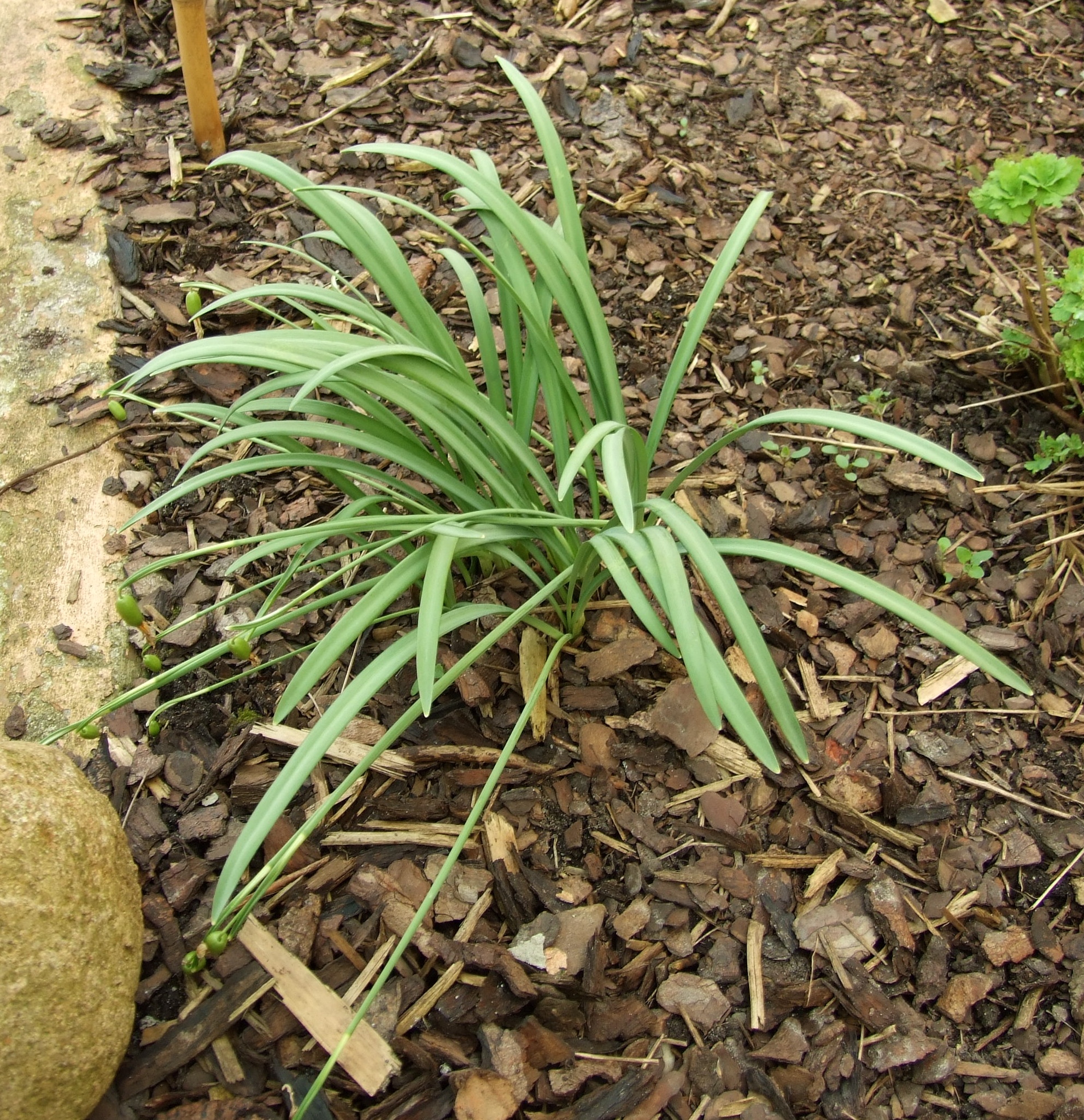 Snowdrop fruit identification view